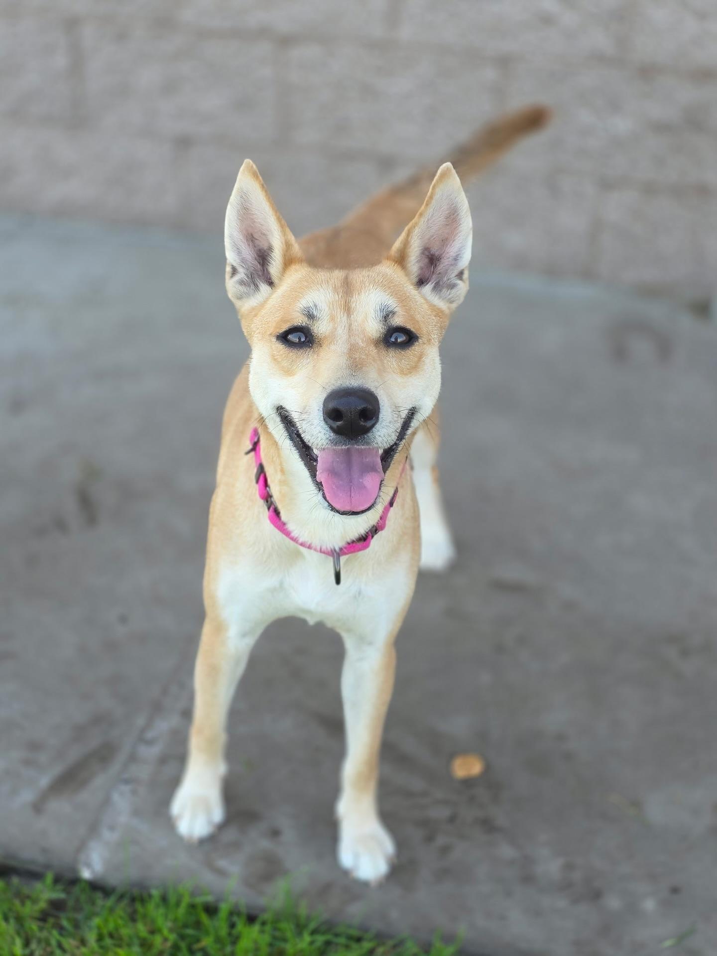 Enlarge Ginger, a ADOPTABLE mixed breed in Manteca, CA image 3/3