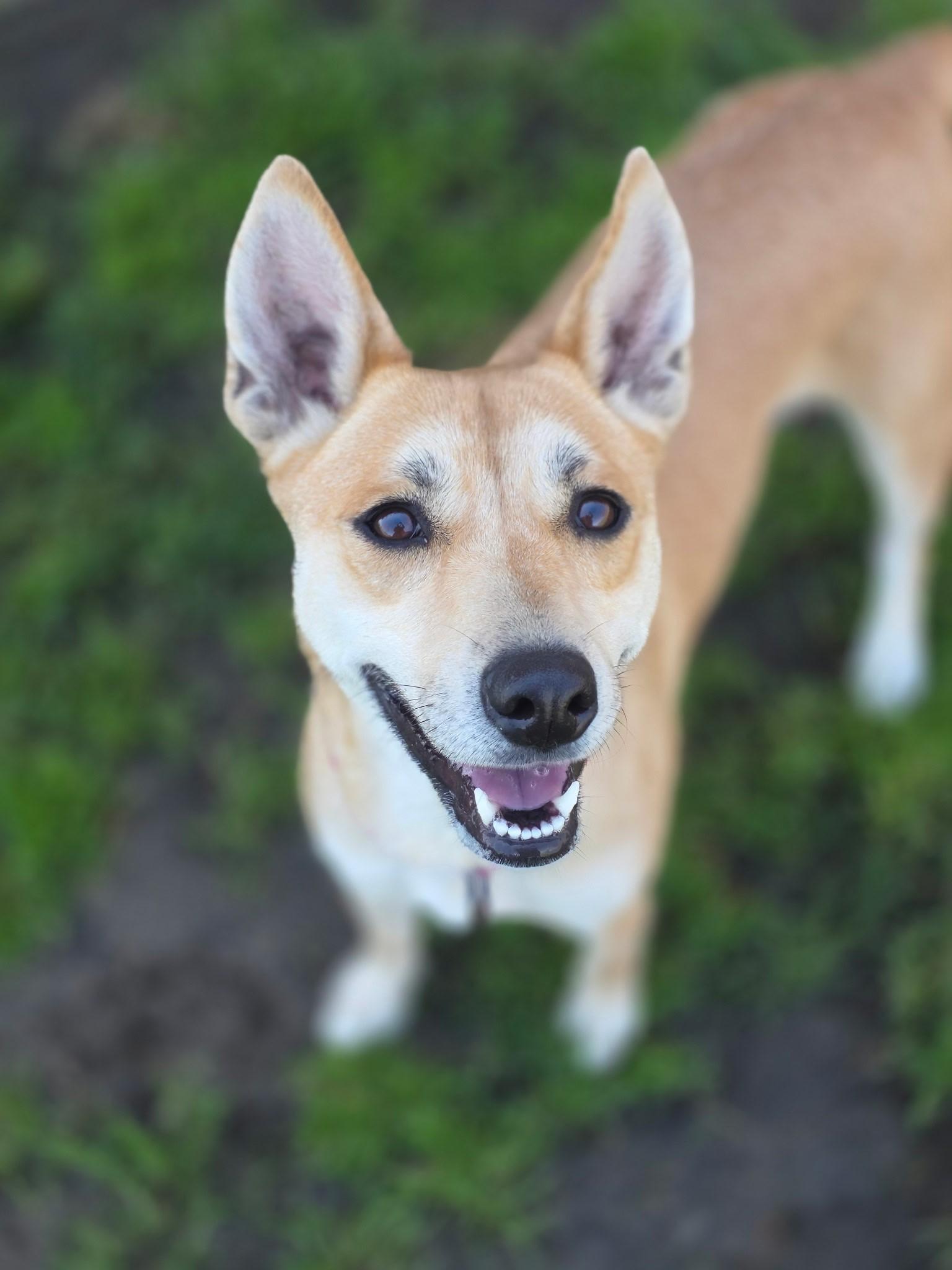 Enlarge Ginger, a ADOPTABLE mixed breed in Manteca, CA image 1/3