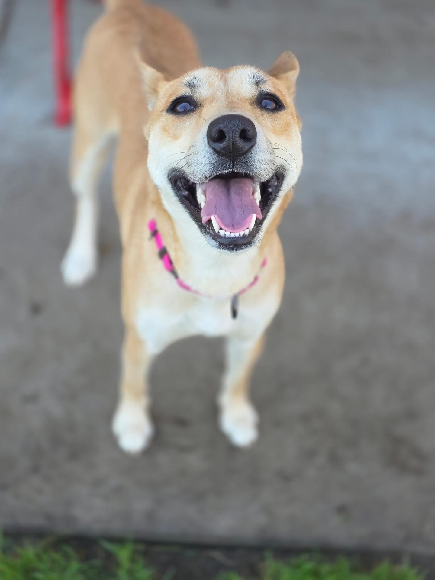 Enlarge Ginger, a ADOPTABLE mixed breed in Manteca, CA image 2/3