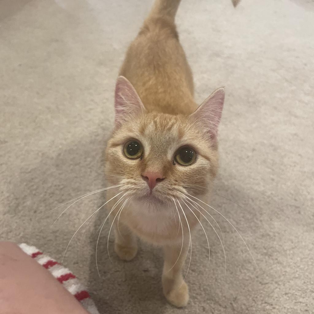 Happy - SPECIAL NEEDS - Litterbox Issues, Adoptable, Adult Female Domestic Short Hair.