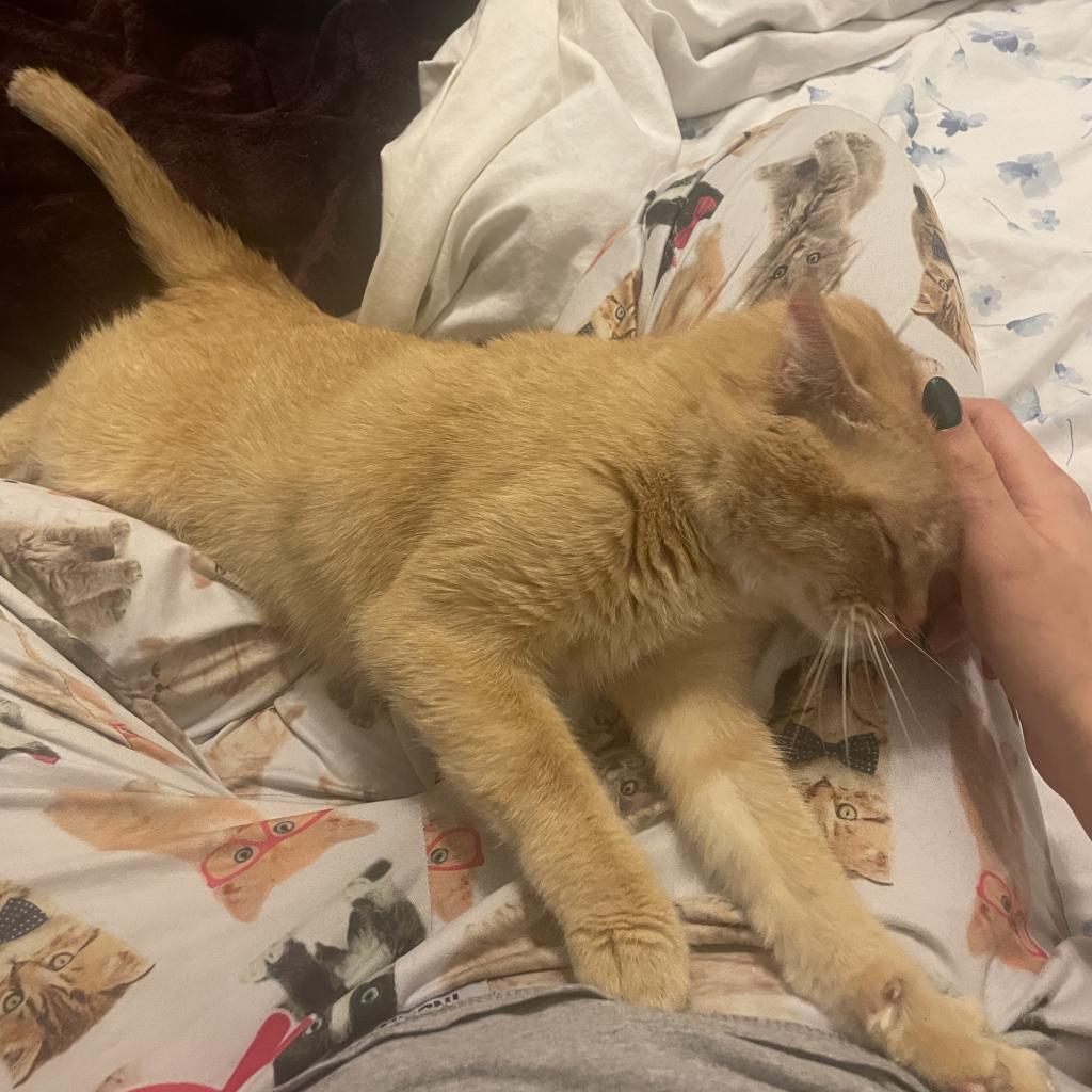 Enlarge Happy - SPECIAL NEEDS - Litterbox Issues, a Adoptable Domestic Short Hair in Union, MO image 2/3