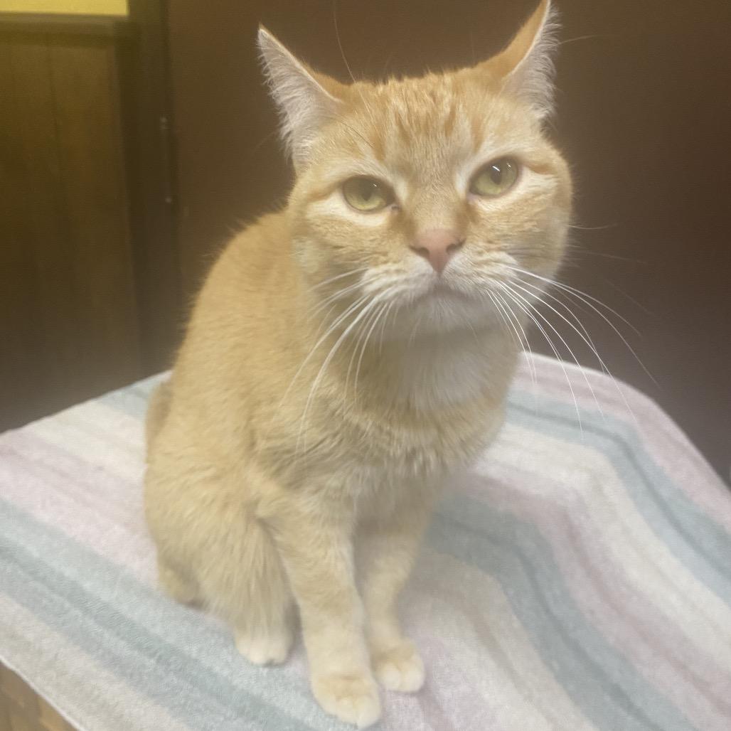 Enlarge Happy - SPECIAL NEEDS - Litterbox Issues, a Adoptable Domestic Short Hair in Union, MO image 3/3