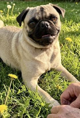 Cotenstame / Benji, a Adoptable Pug in Broomfield, CO image 1/6