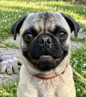 Cotenstame / Benji, a Adoptable Pug in Broomfield, CO image 2/6