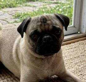 Cotenstame / Benji, a Adoptable Pug in Broomfield, CO image 3/6