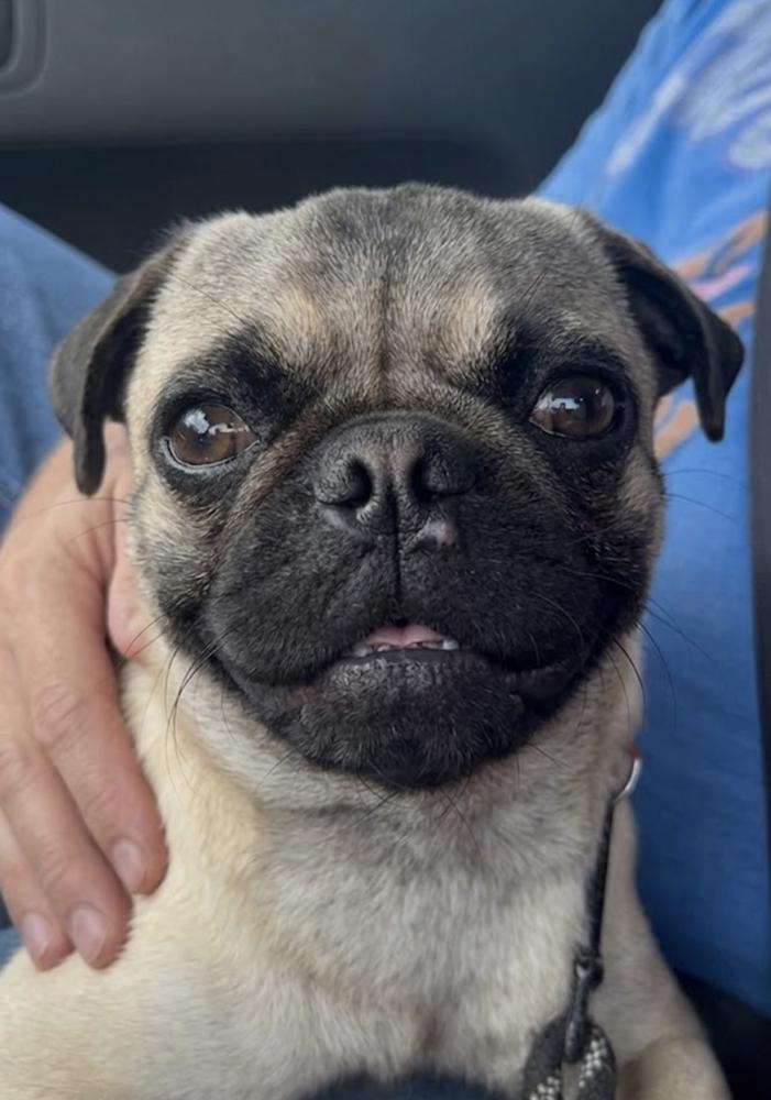 Cotenstame / Benji, a Adoptable Pug in Broomfield, CO image 4/6