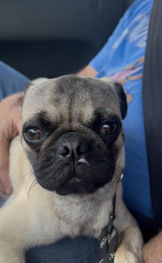 Cotenstame / Benji, a Adoptable Pug in Broomfield, CO image 5/6