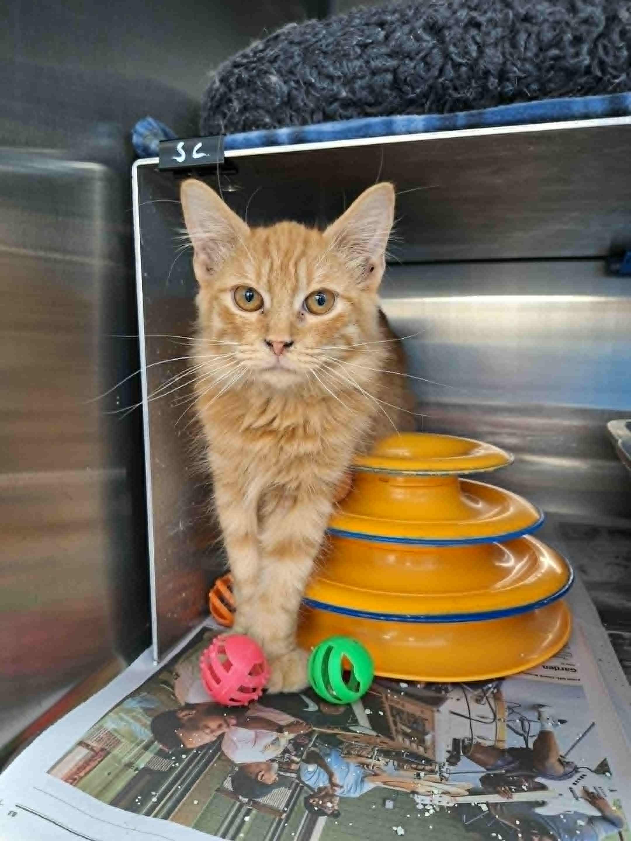 Enlarge Blaze, a Adopted mixed breed in Buffalo, NY image 1/1