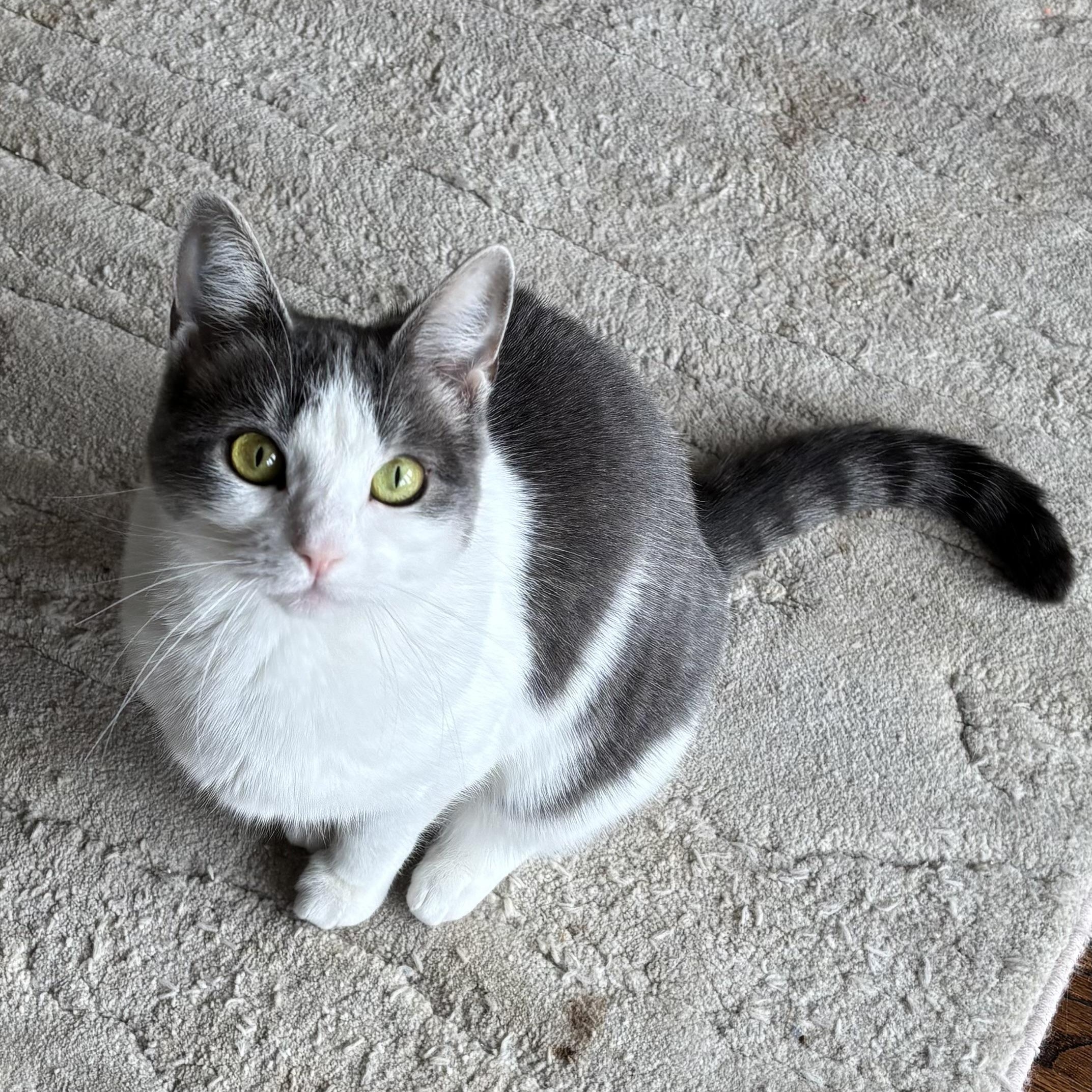 Melba Toast, Adoptable, Adult Female Domestic Short Hair.