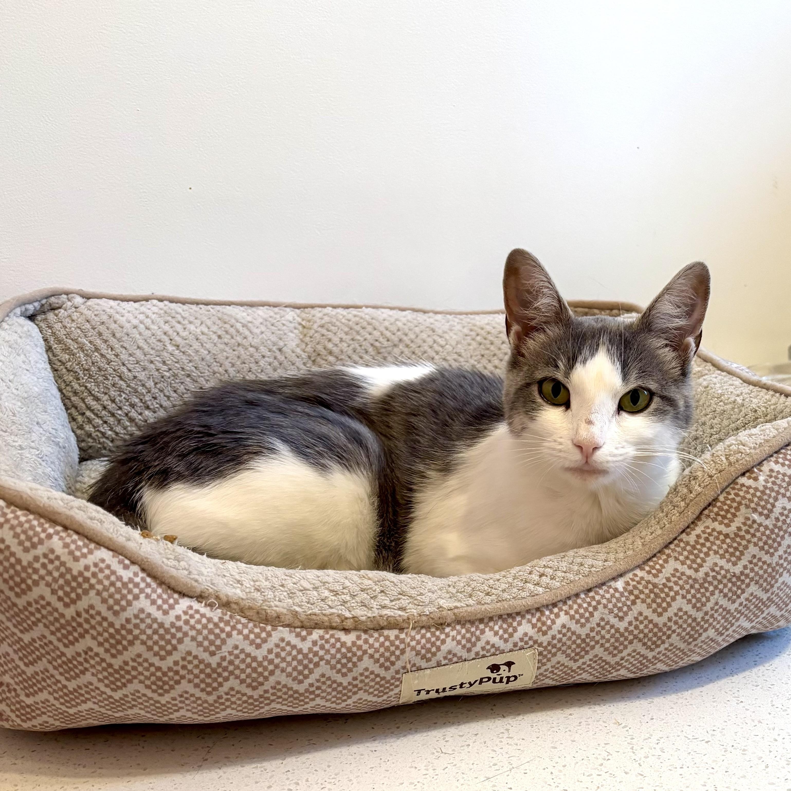 Melba Toast, an adoptable Domestic Short Hair in Ottawa, ON, K2H 7A3 | Photo Image 6
