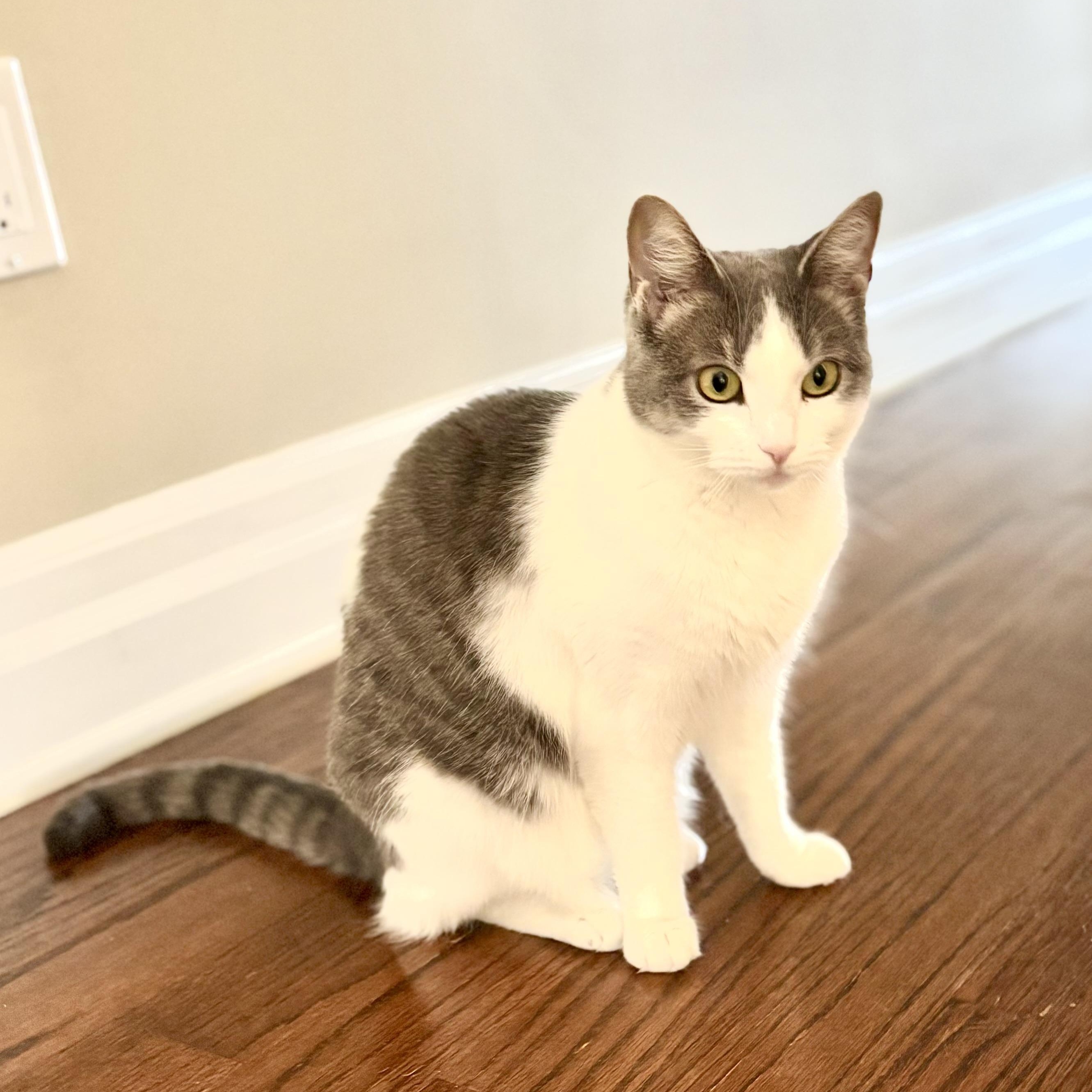 Melba Toast, adoptable, Adult Female Domestic Short Hair.