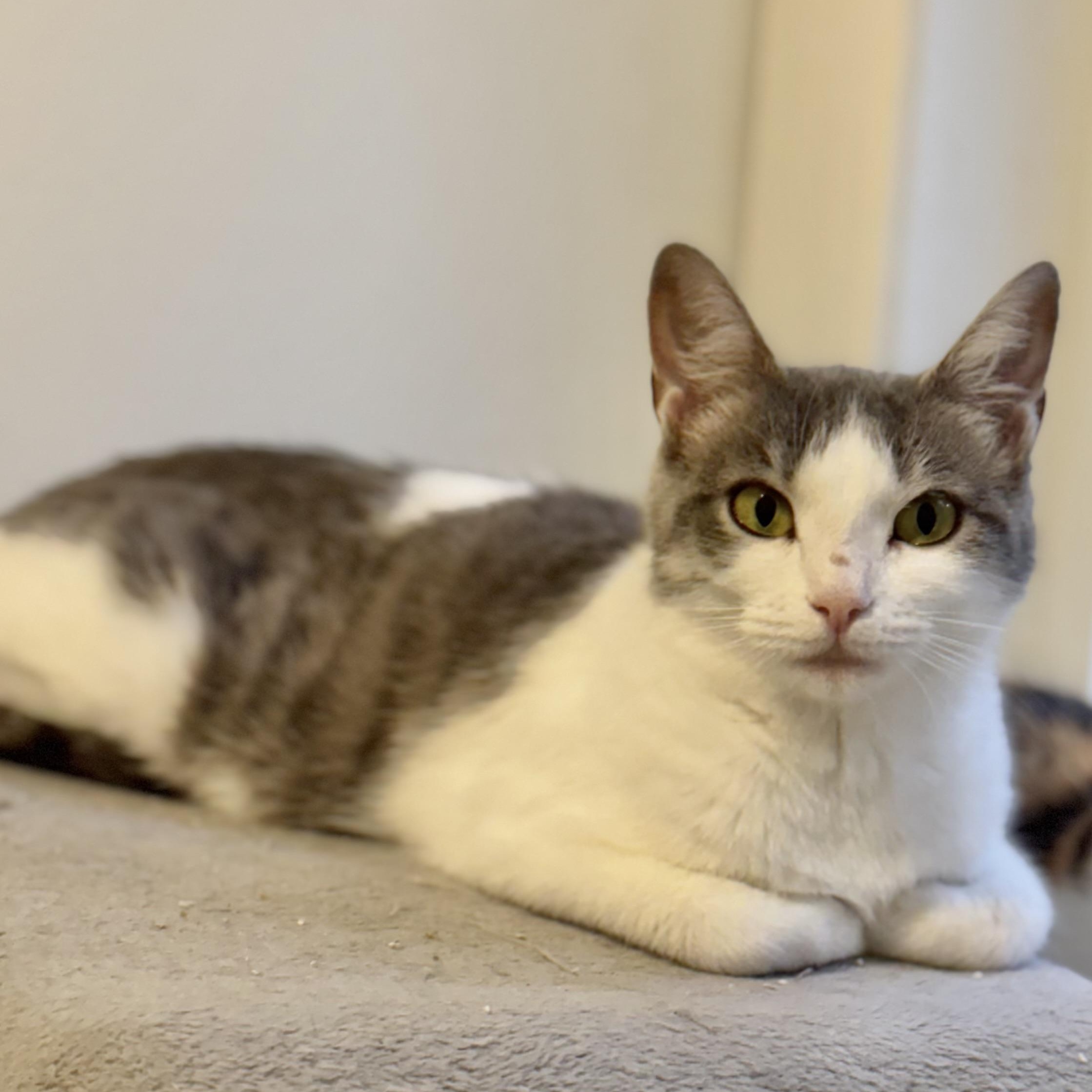 Enlarge Melba Toast, a Adoptable Domestic Short Hair in Ottawa, ON image 2/6