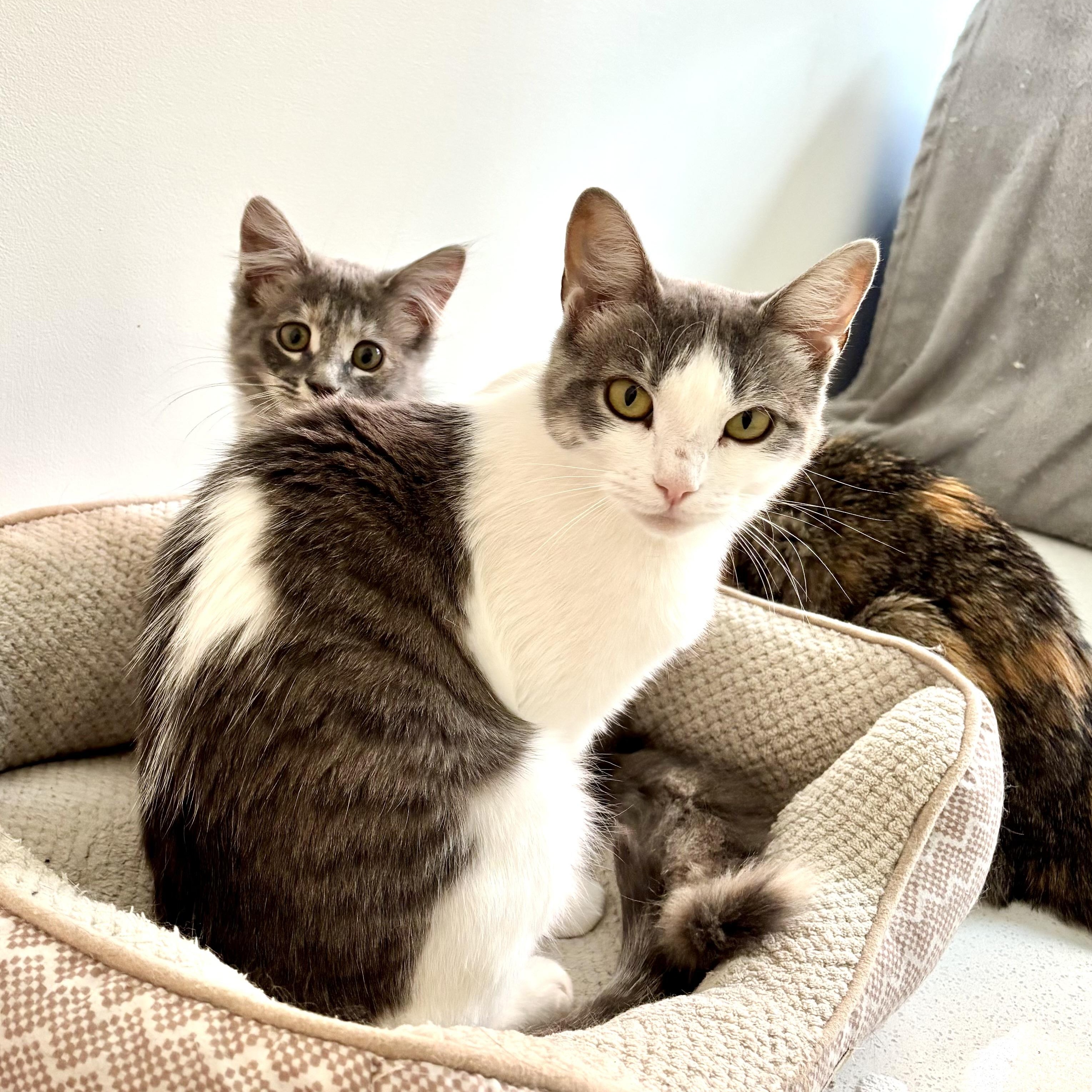 Enlarge Melba Toast, a Adoptable Domestic Short Hair in Ottawa, ON image 5/6