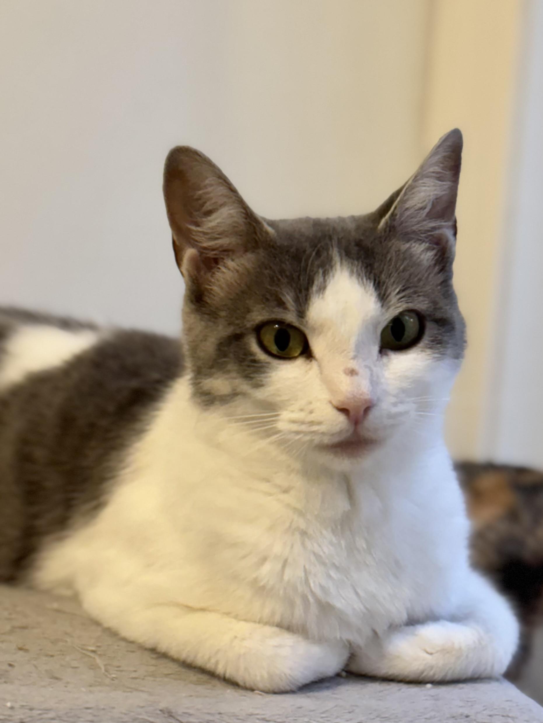 Melba Toast, an adoptable Domestic Short Hair in Ottawa, ON, K2H 7A3 | Photo Image 5