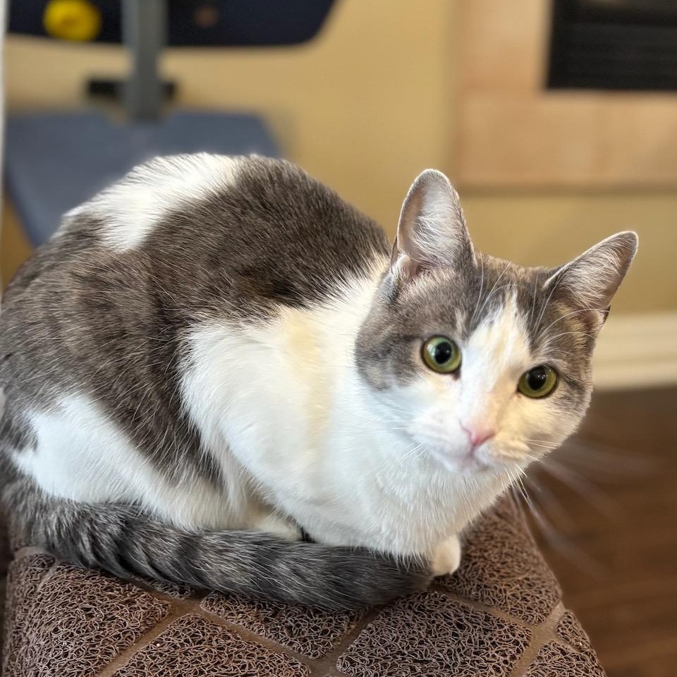 Enlarge Melba Toast (Aka Bugs Bunny), an adoptable Domestic Short Hair in Ottawa, ON image 6/6