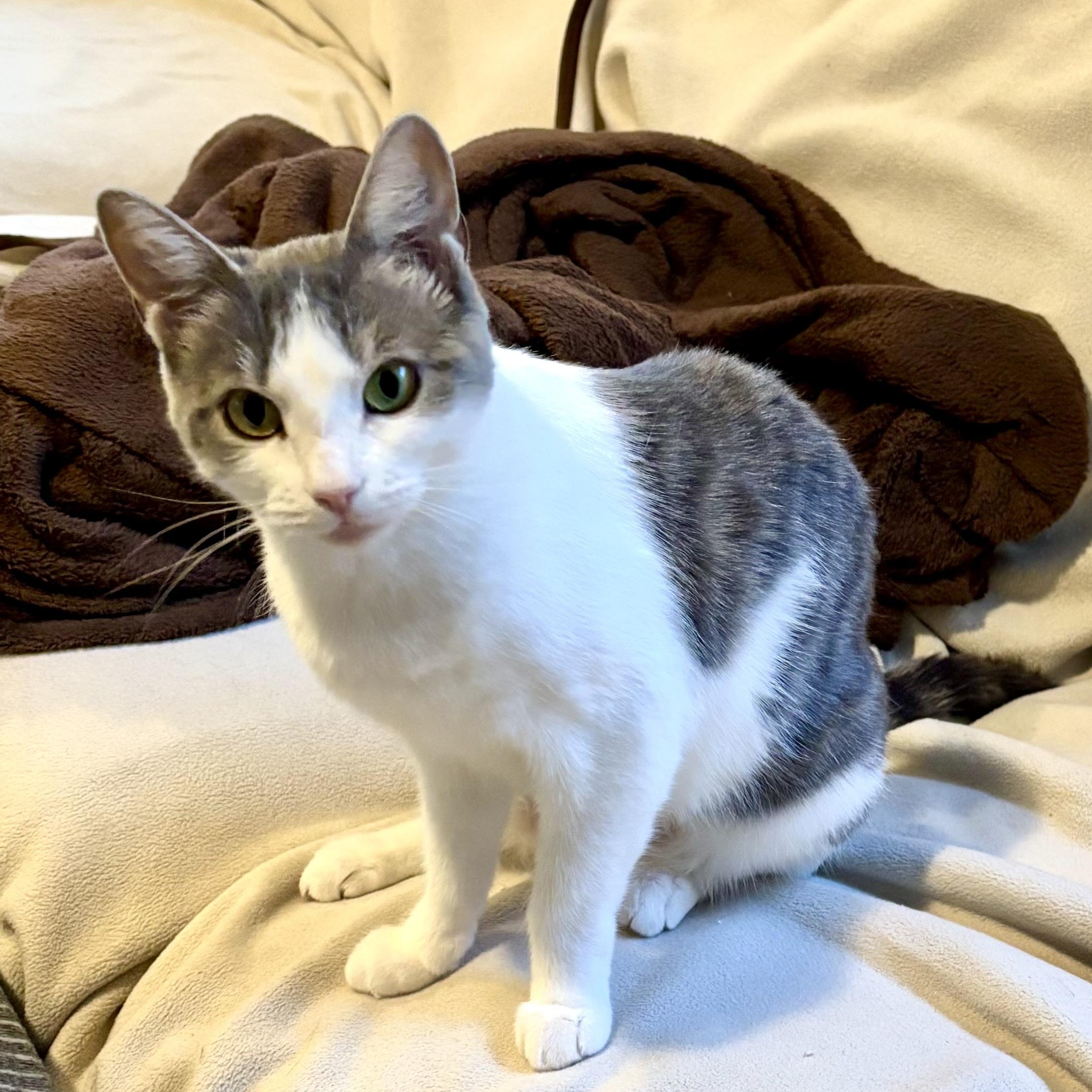 Melba Toast, an adoptable Domestic Short Hair in Ottawa, ON, K2H 7A3 | Photo Image 1