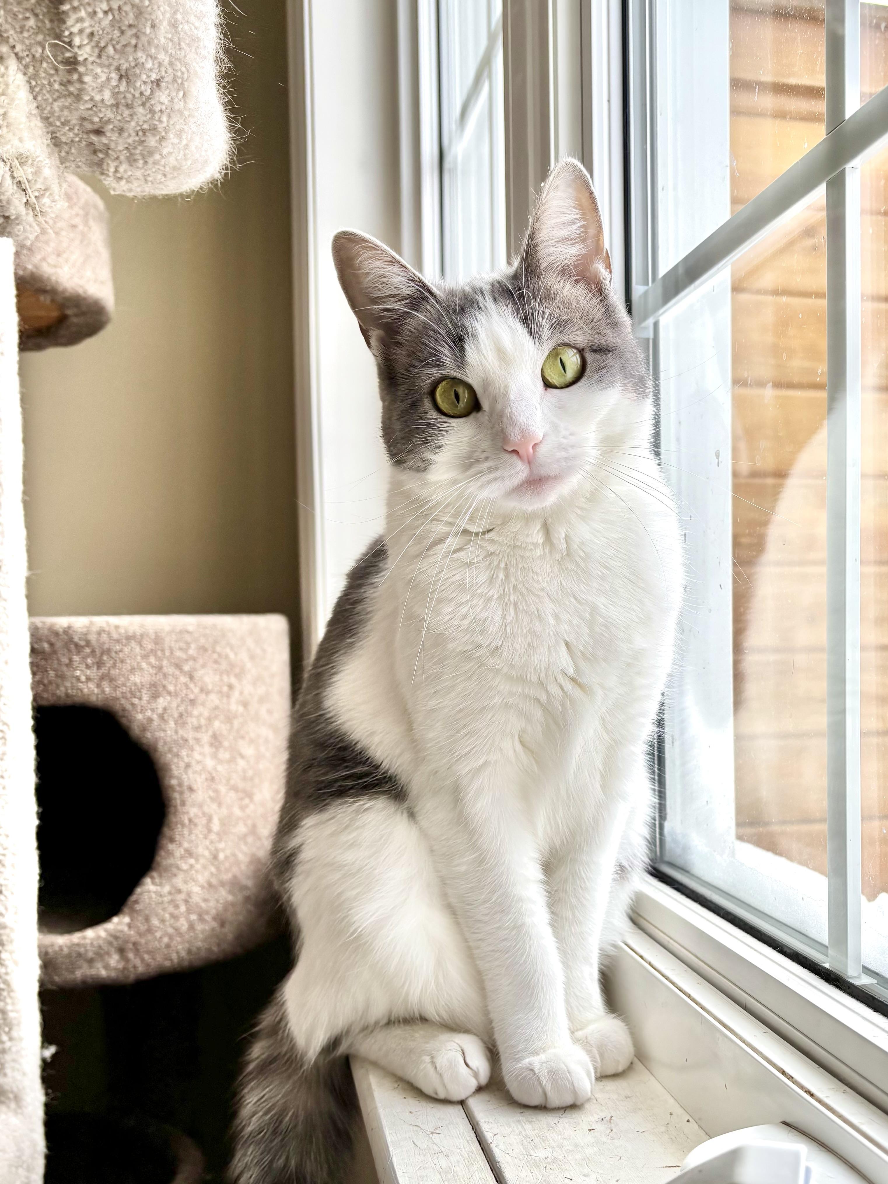 Enlarge Melba Toast, a Adoptable Domestic Short Hair in Ottawa, ON image 6/6