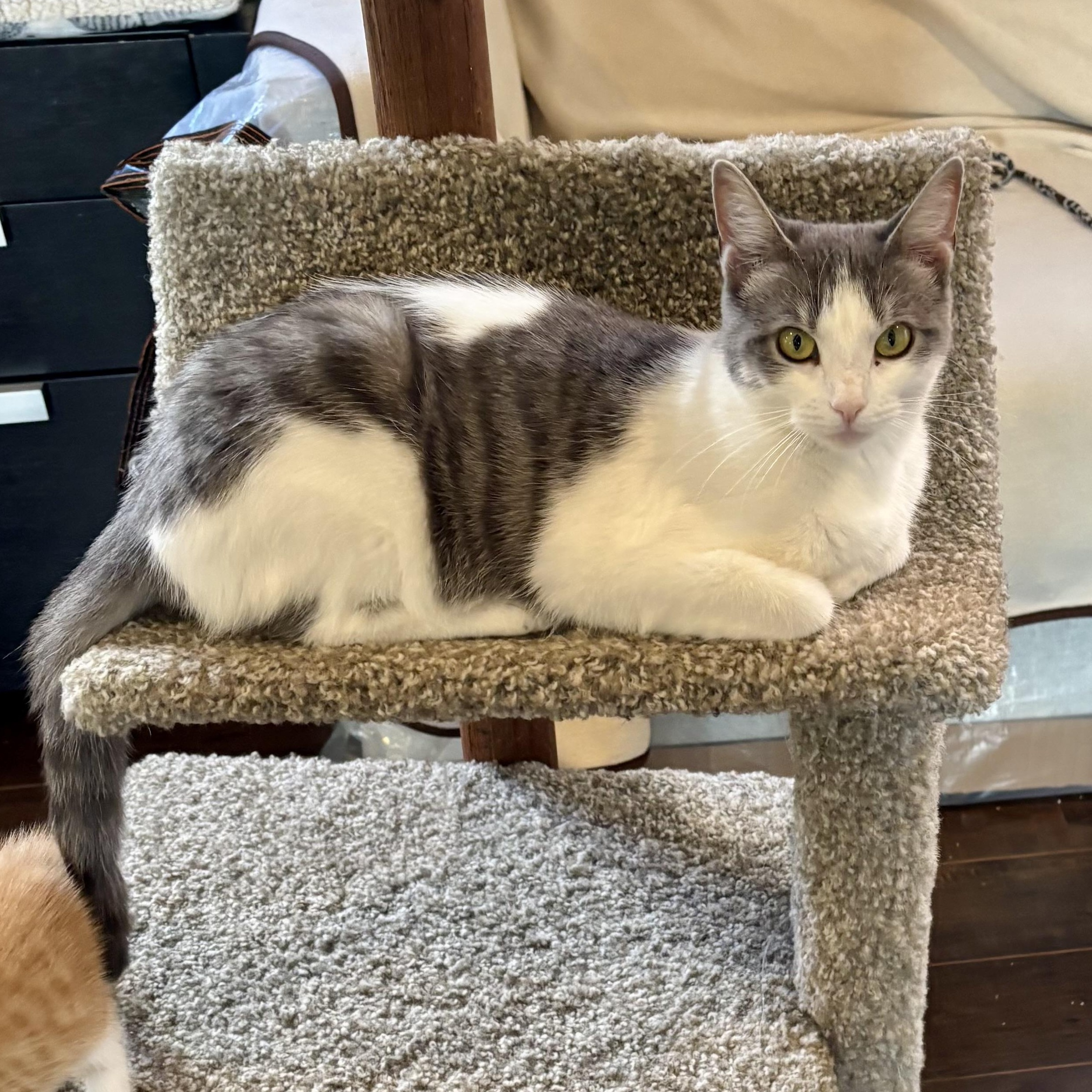 Enlarge Melba Toast, a Adoptable Domestic Short Hair in Ottawa, ON image 4/6