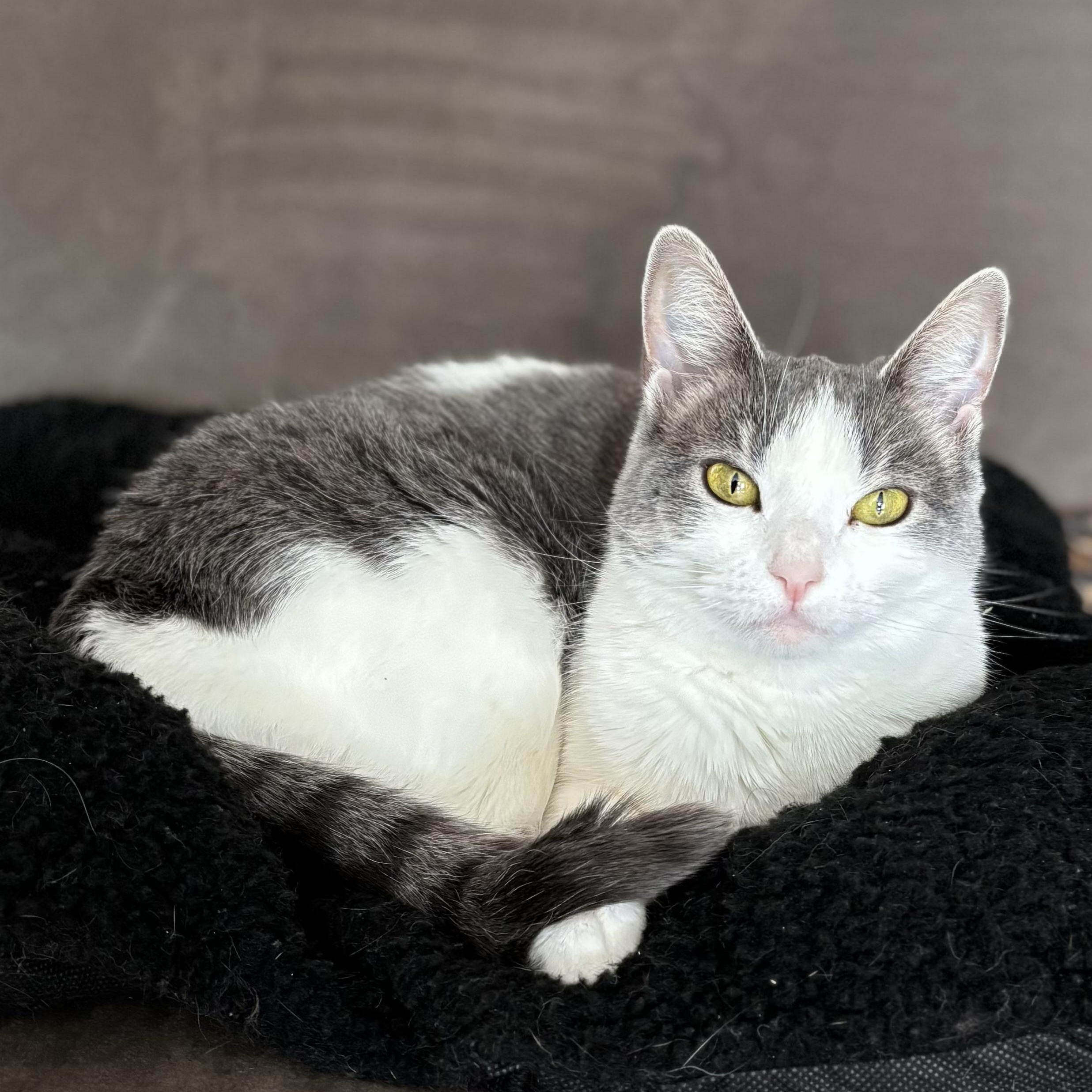 Enlarge Melba Toast, an adoptable Domestic Short Hair in Ottawa, ON image 6/6