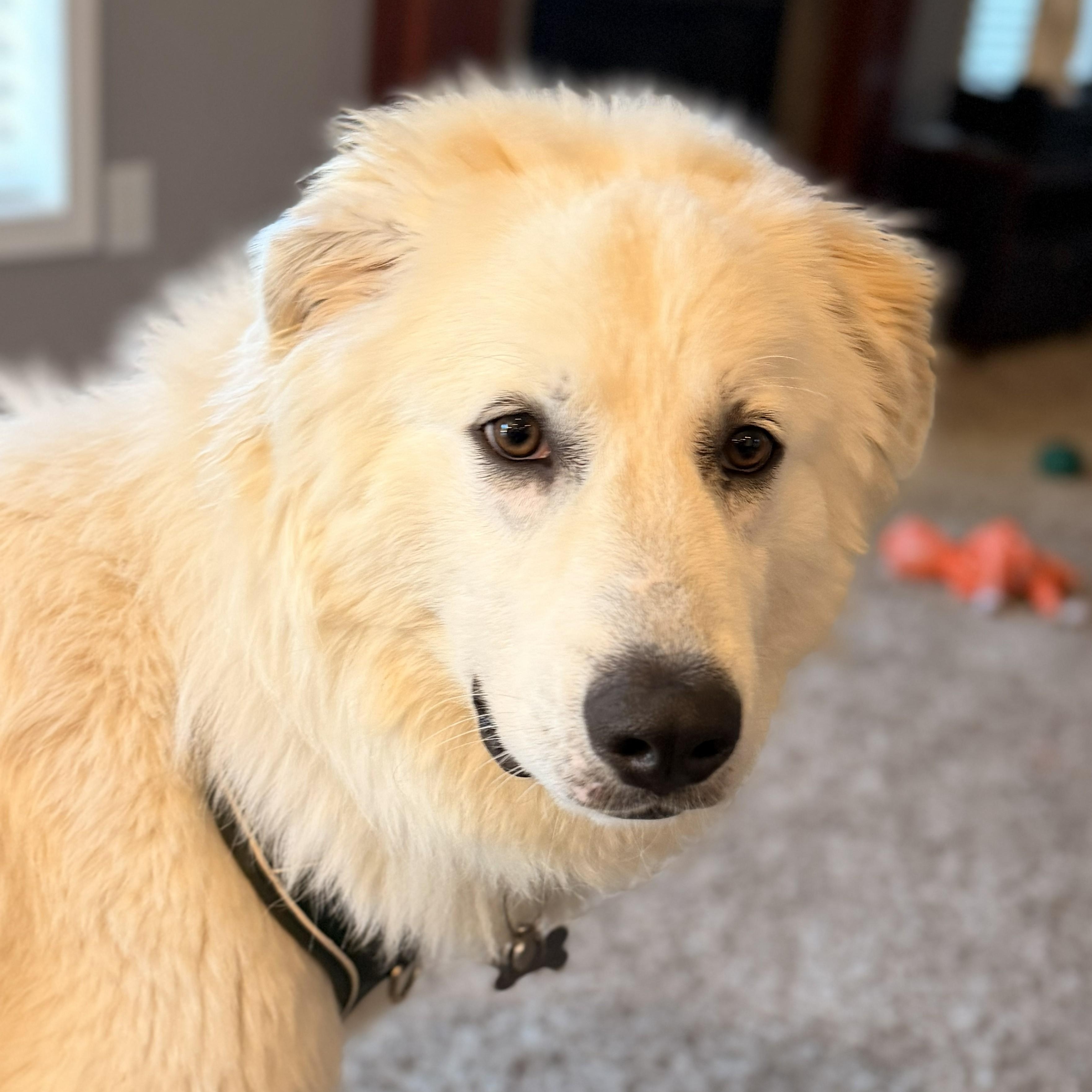 Enlarge Polar, a Adoptable Great Pyrenees in Hartland, WI image 2/6
