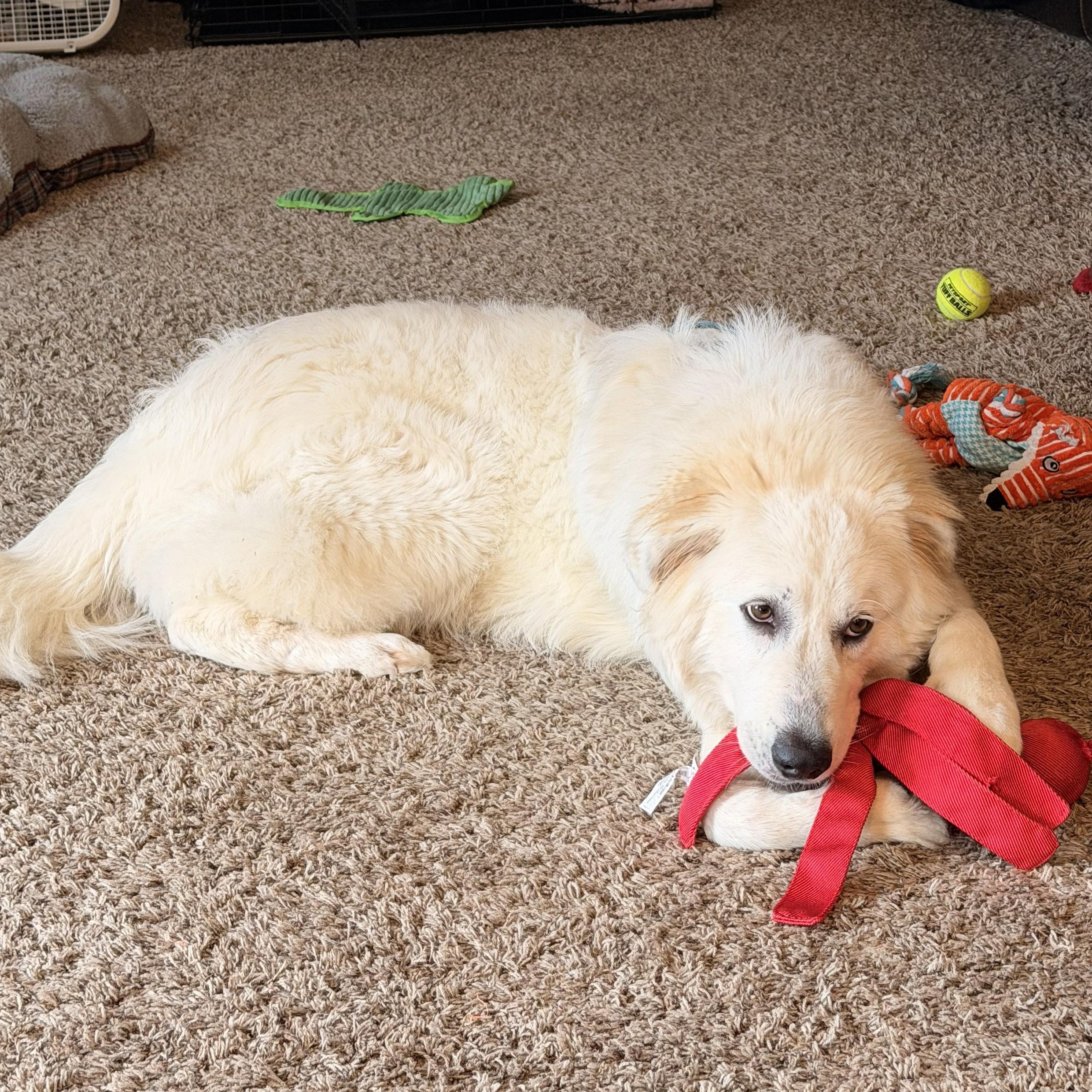 Enlarge Polar, a Adoptable Great Pyrenees in Hartland, WI image 3/6