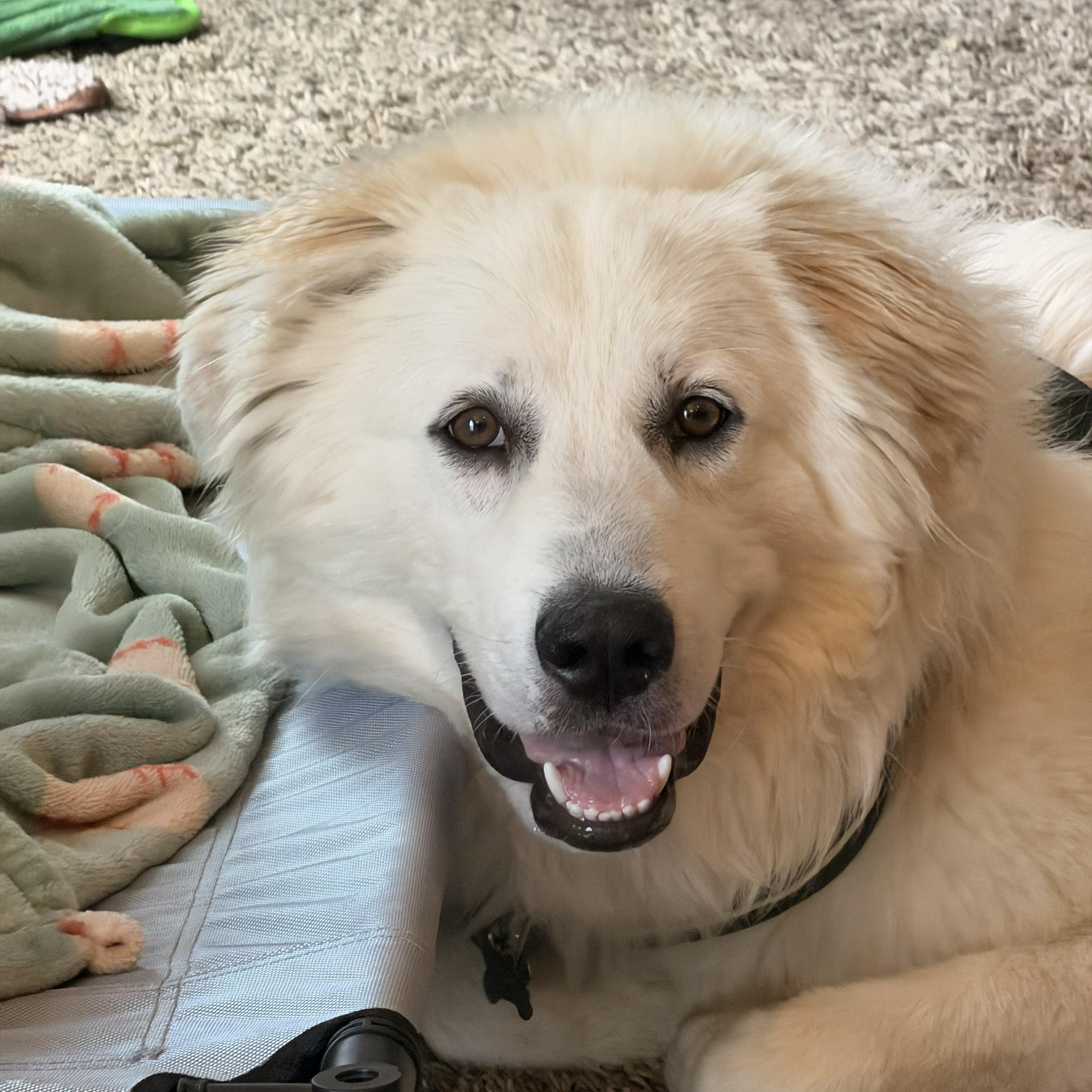 Polar, Adoptable, Young Male Great Pyrenees.