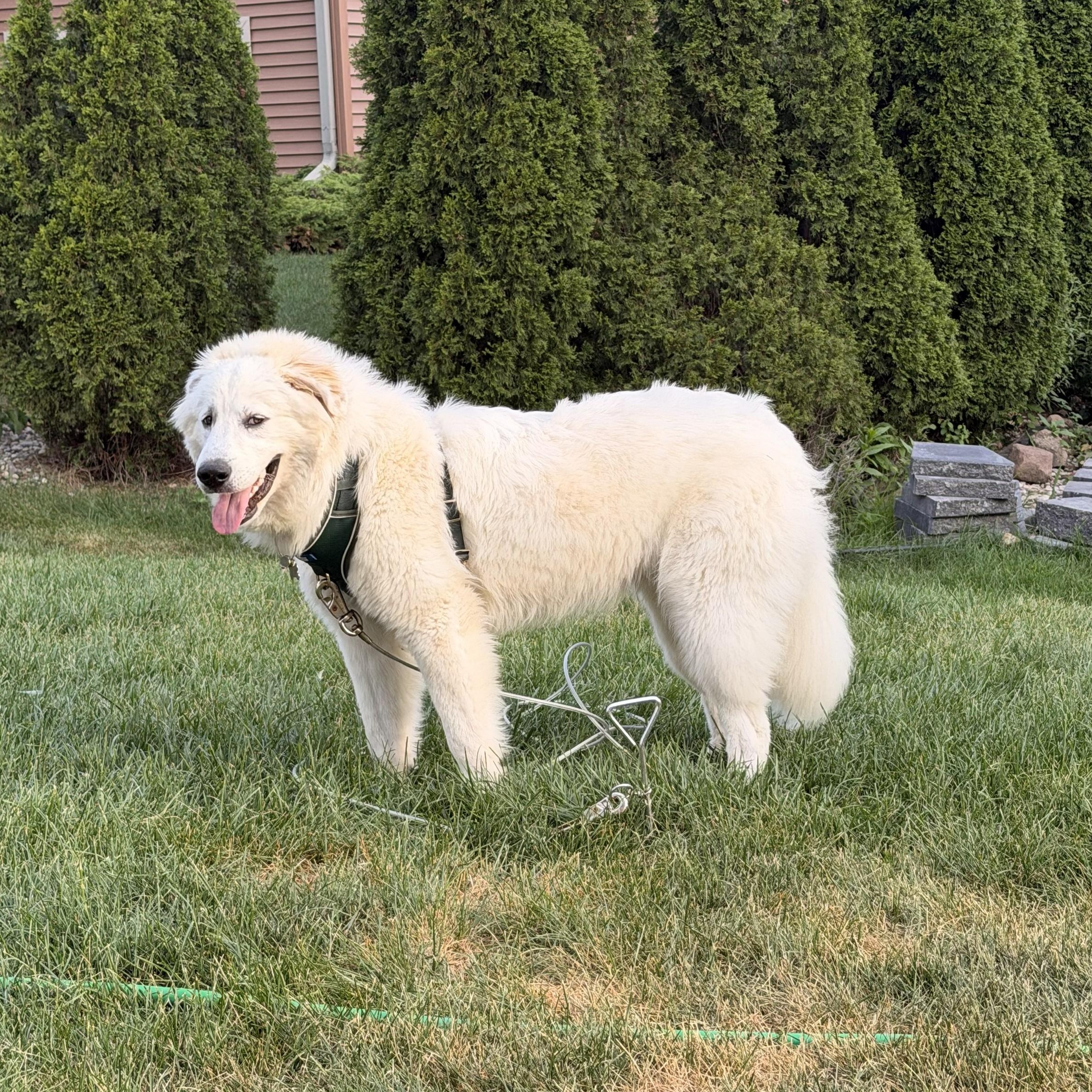 Enlarge Polar, a Adoptable Great Pyrenees in Hartland, WI image 4/6