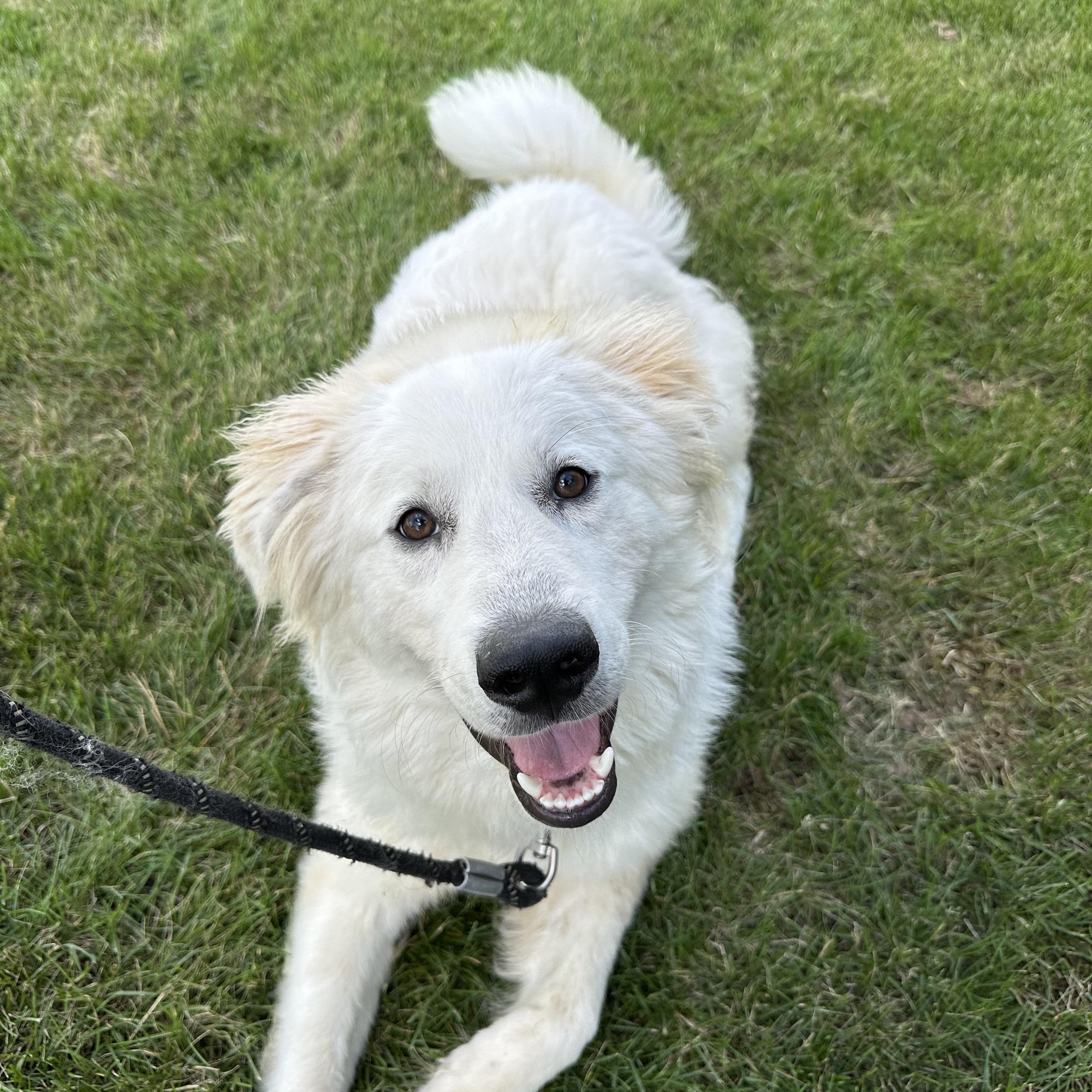 Enlarge Polar, a Adoptable Great Pyrenees in Hartland, WI image 5/6