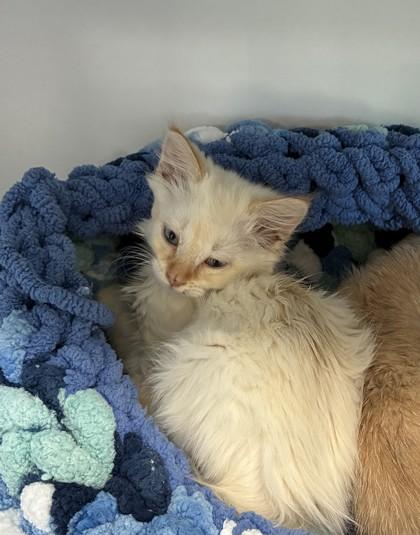 Enlarge 26-349, a Adoptable mixed breed in Barnesville, GA image 1/1
