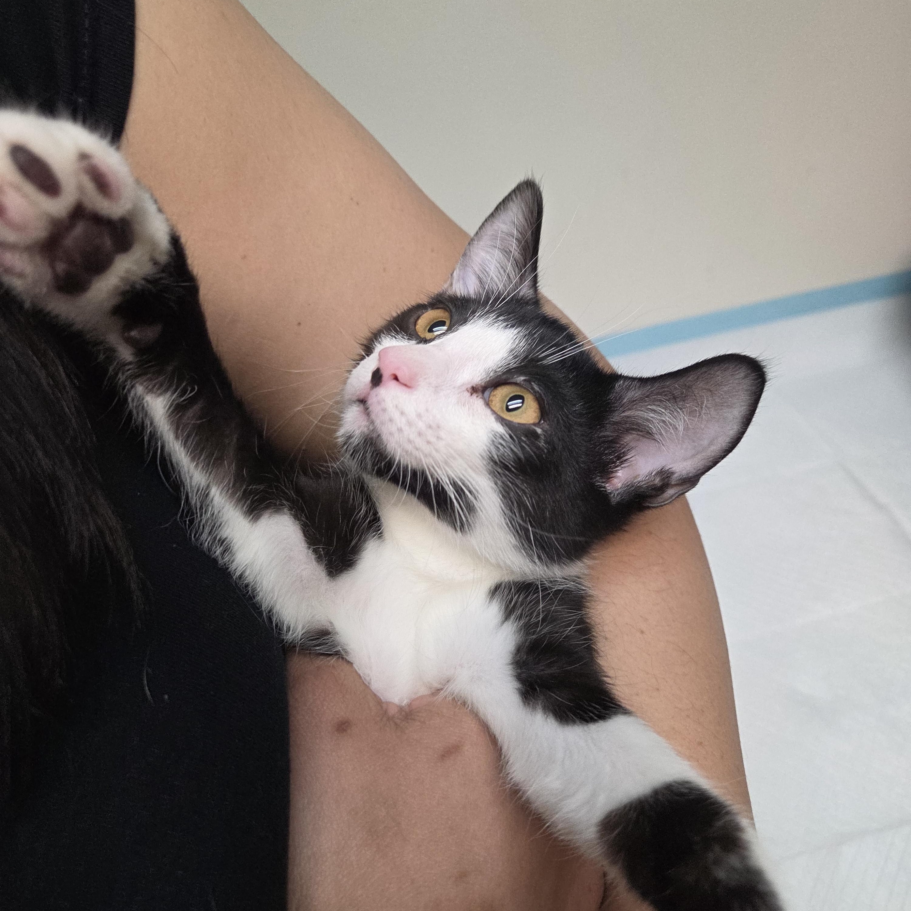 Enlarge Luna and Samantha, a Adoptable American Shorthair in New York, NY image 2/5