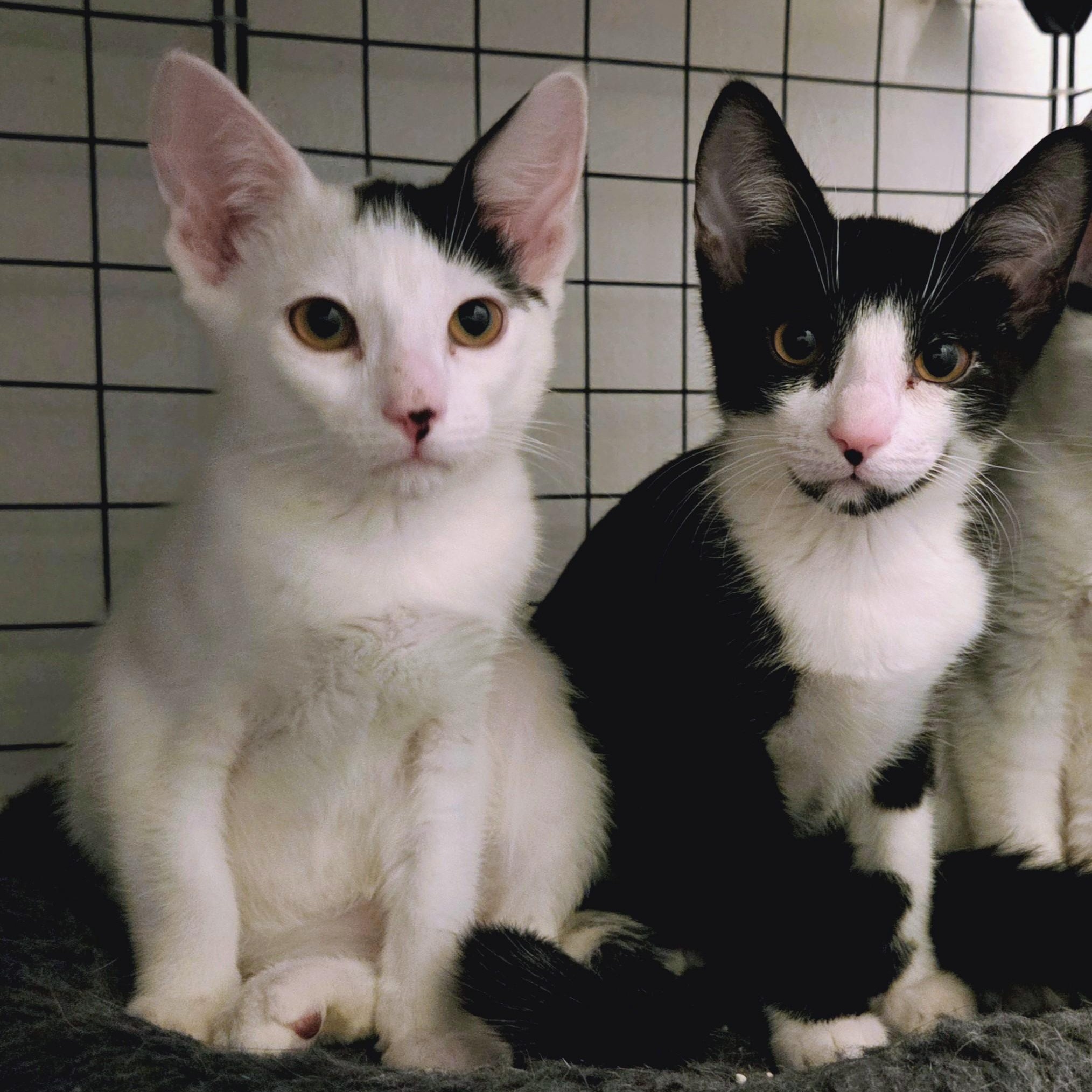 Luna and Samantha, Adoptable, Kitten Female American Shorthair.