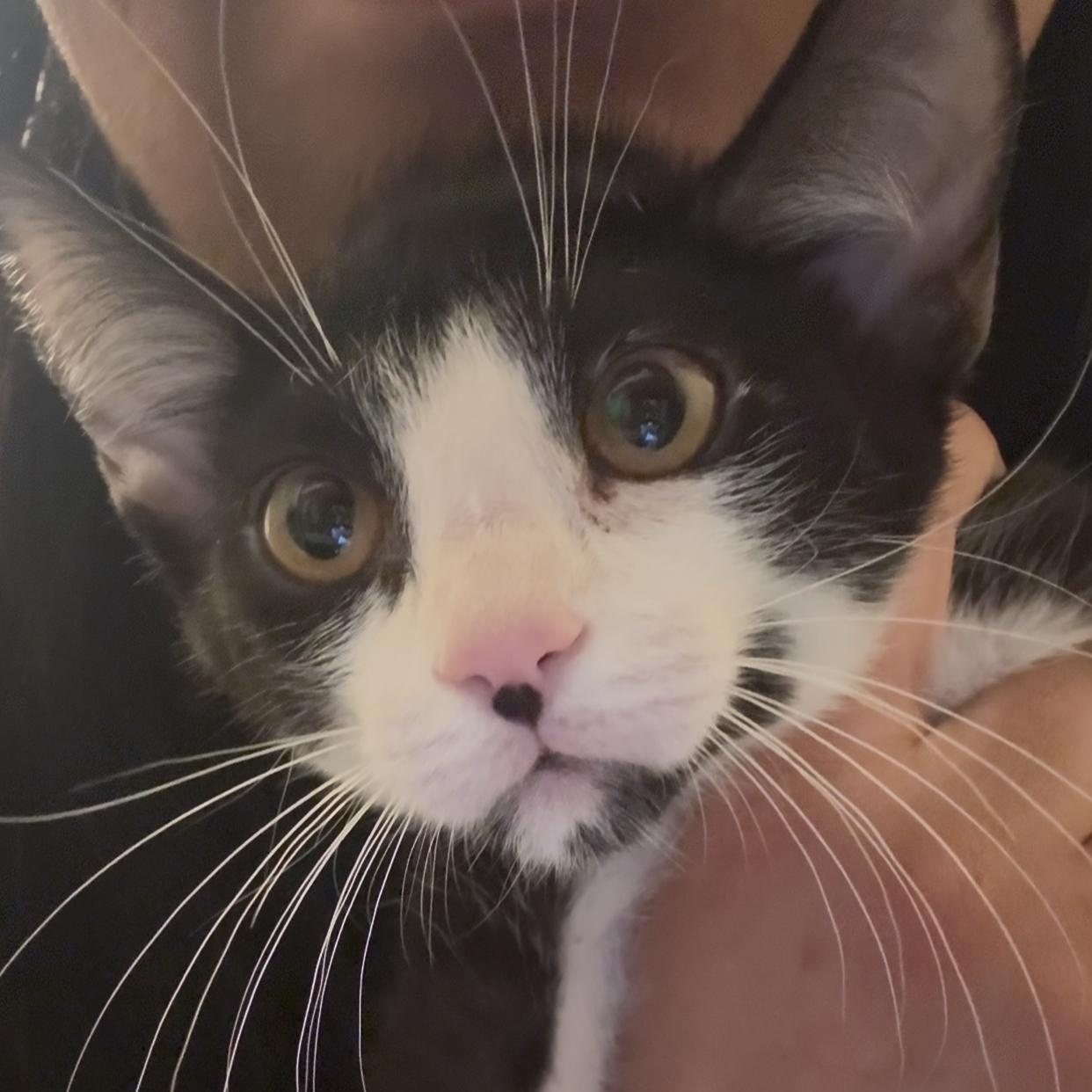 Enlarge Luna and Samantha, a Adoptable American Shorthair in New York, NY image 4/5