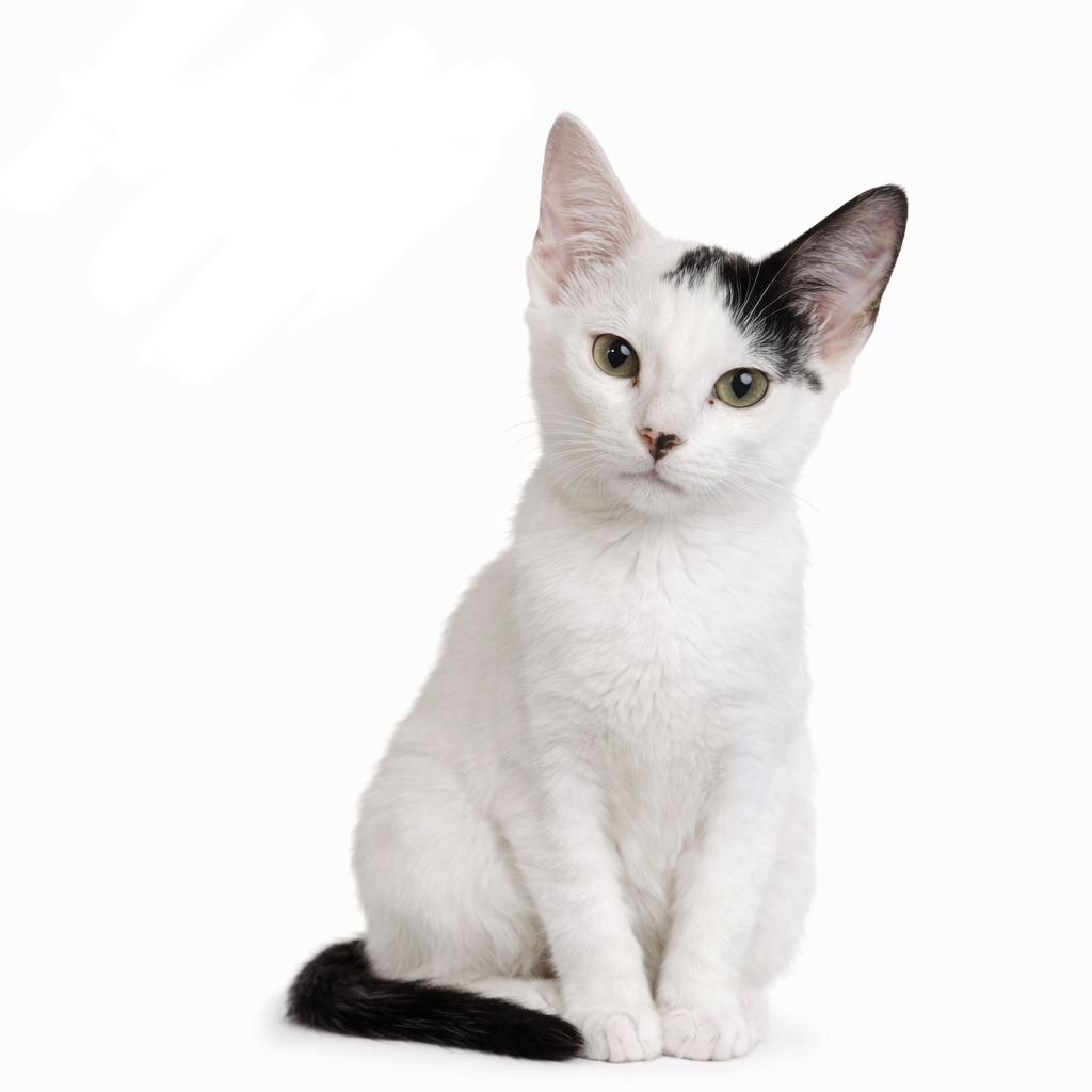 Enlarge Luna and Samantha, a Adoptable American Shorthair in New York, NY image 5/6