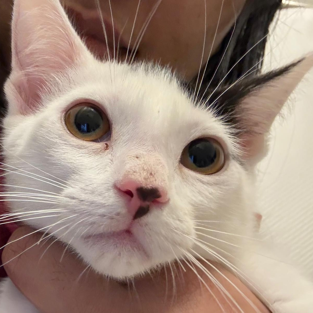 Enlarge Luna and Samantha, a Adoptable American Shorthair in New York, NY image 3/5