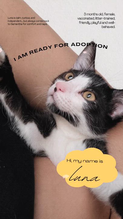 Enlarge Luna and Samantha, a Adoptable American Shorthair in New York, NY video 6/6
