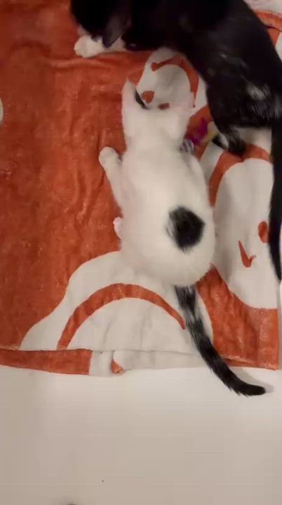 Enlarge Luna and Samantha, a Adoptable American Shorthair in New York, NY video 5/5