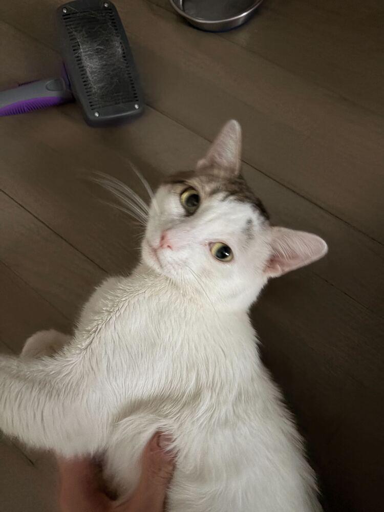 Boca, Adoptable, Adult Male Domestic Short Hair.