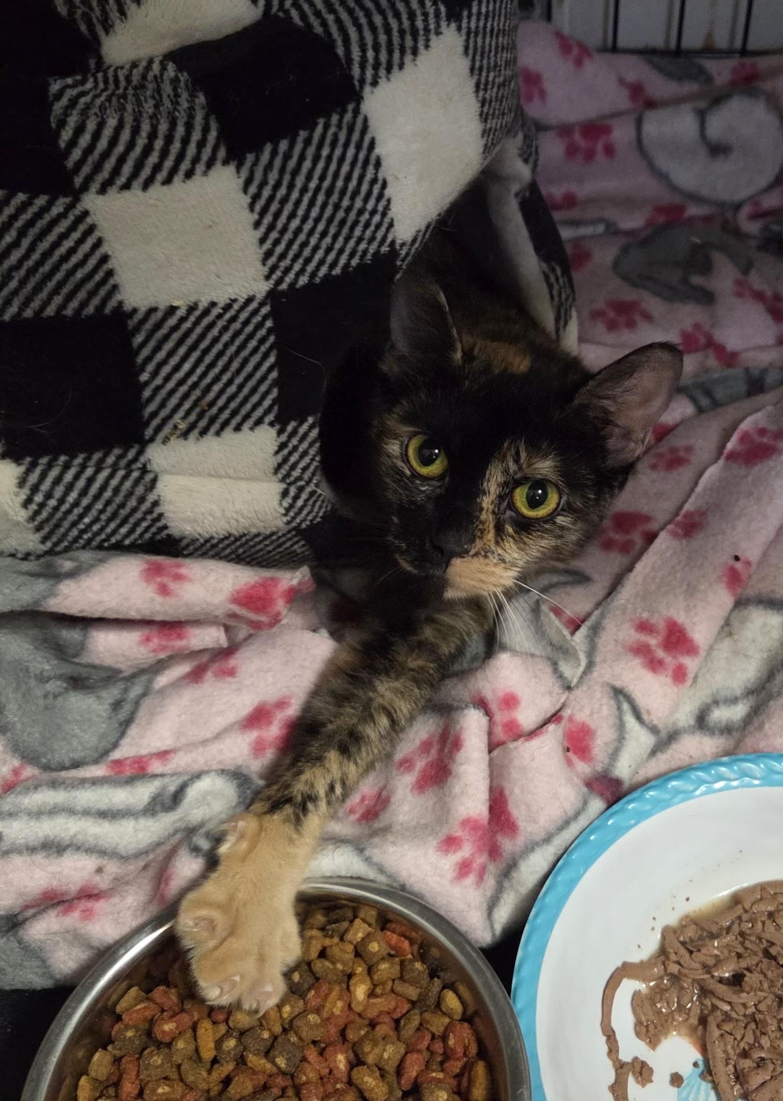 OPAL, Adoptable, Kitten Female Tortoiseshell.