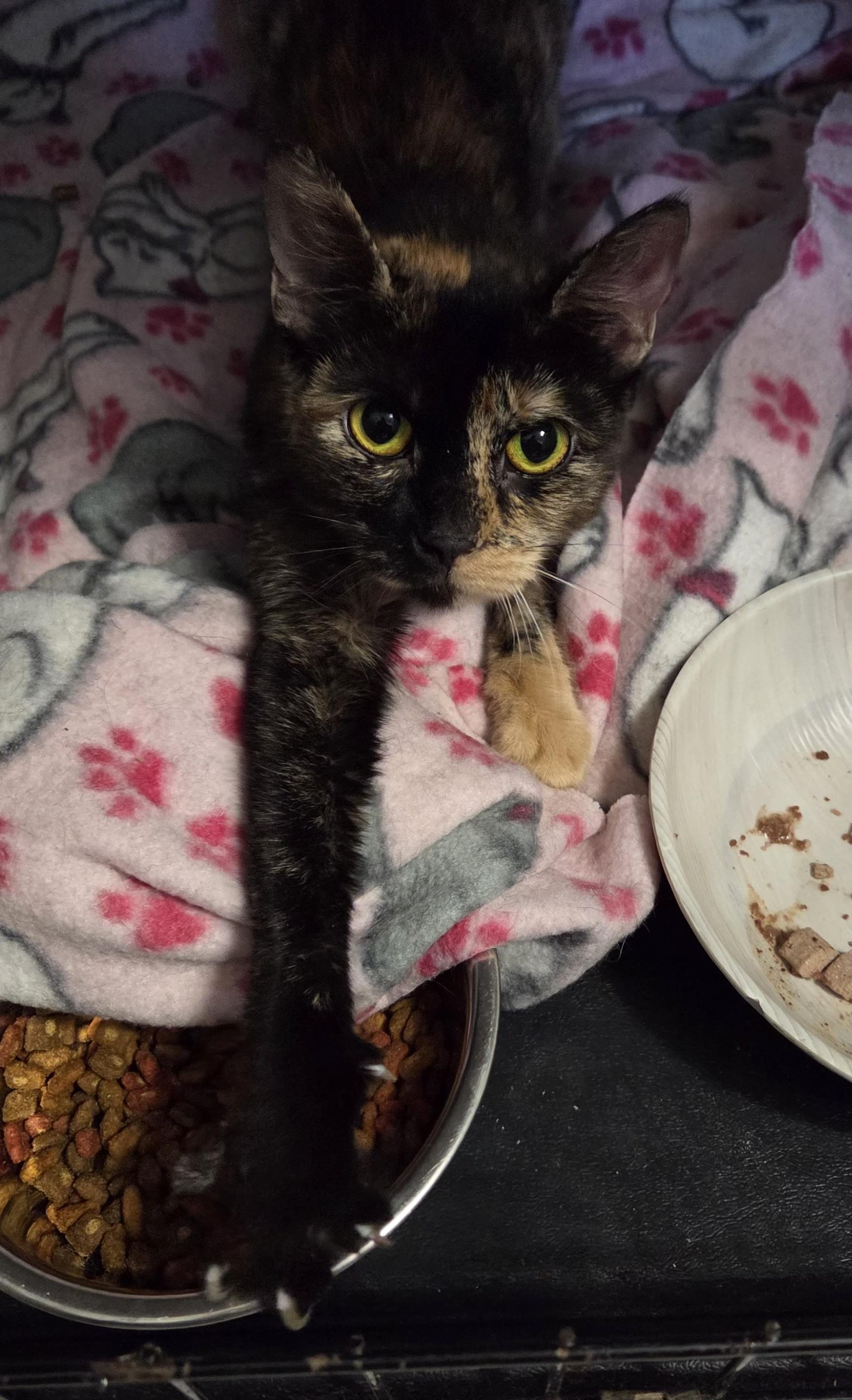 OPAL, a Adoptable Tortoiseshell in Churchville, PA image 4/6