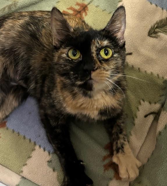 OPAL, a Adoptable Tortoiseshell in Churchville, PA image 5/6