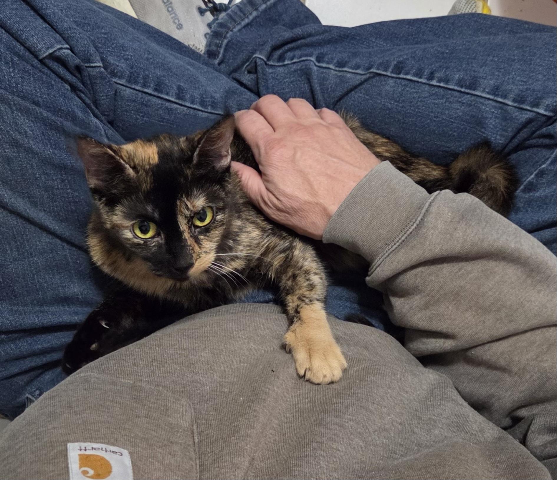 OPAL, a Adoptable Tortoiseshell in Churchville, PA image 6/6