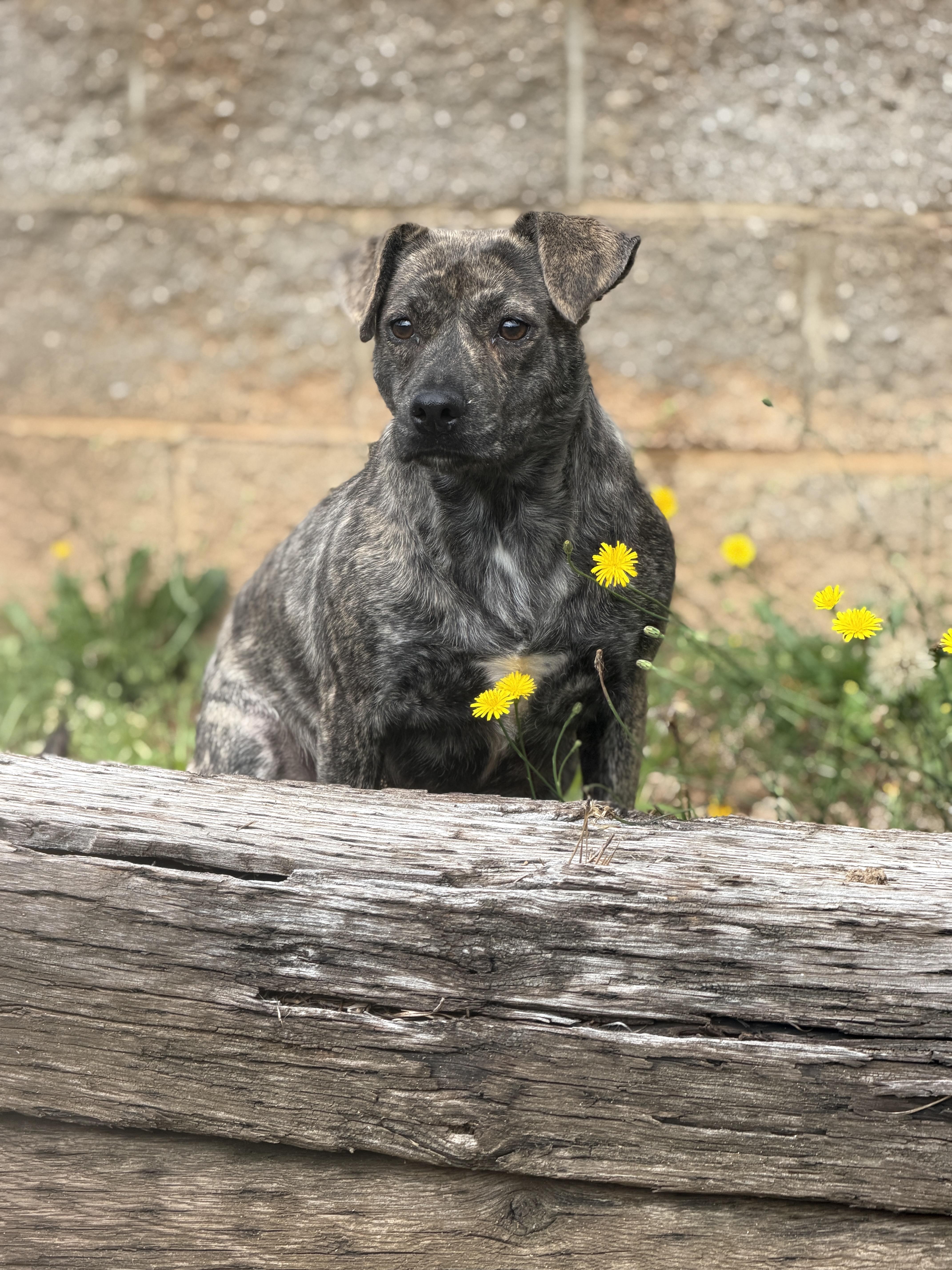 Willow 11970, Adoptable, Adult Female Mixed Breed.