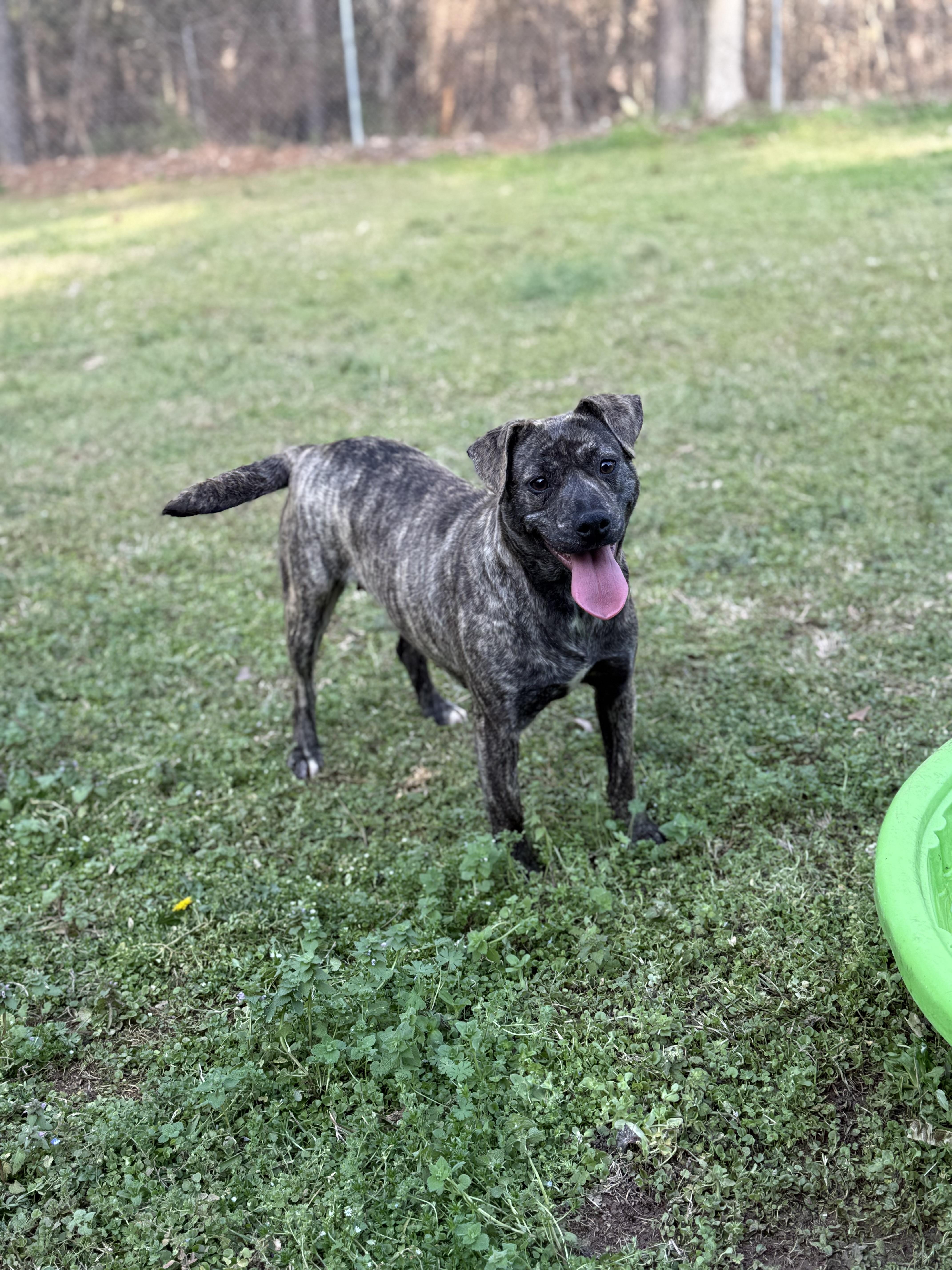 Enlarge Willow 11970, a Adoptable Mixed Breed in Elberton, GA image 2/3