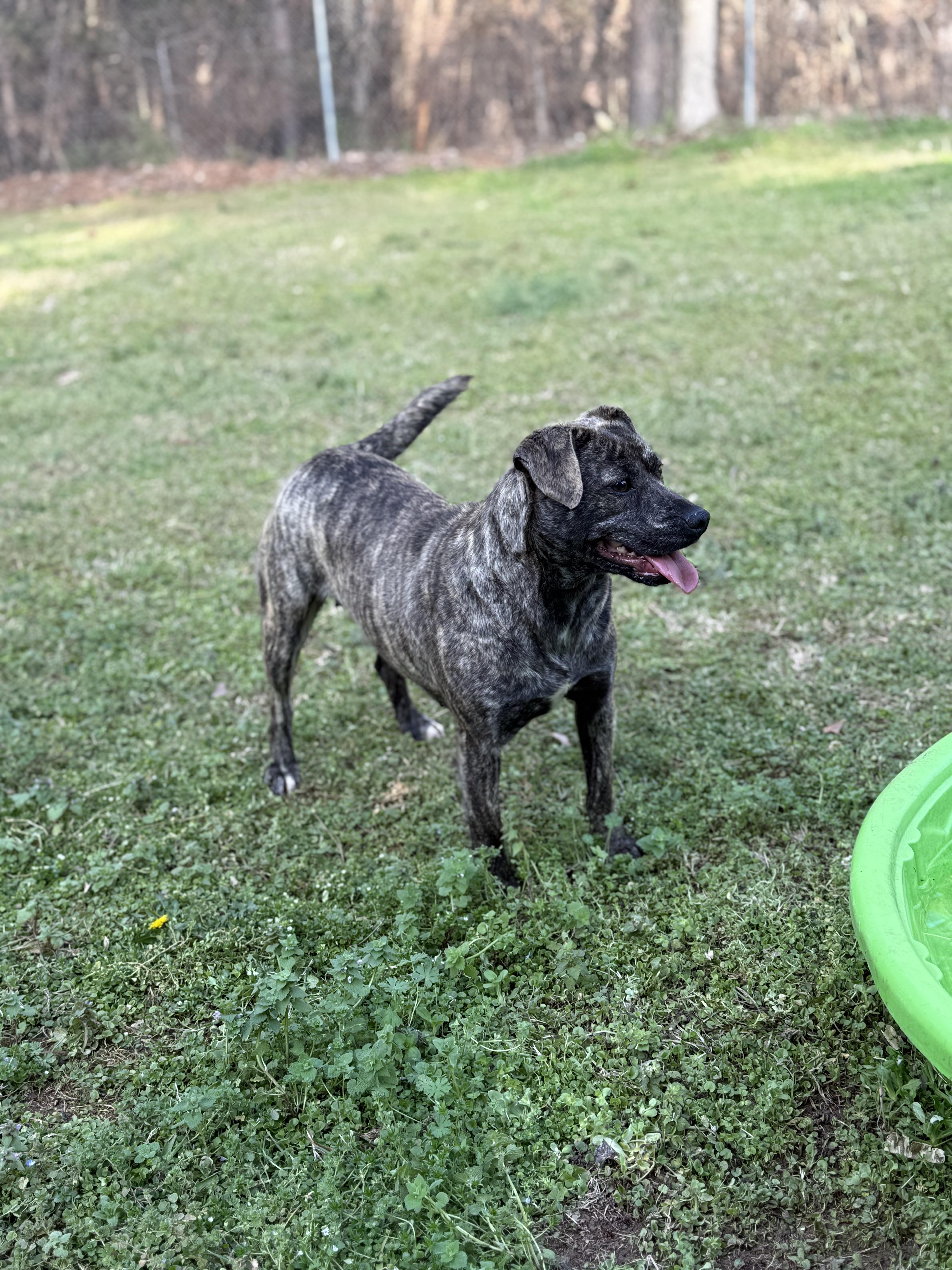 Enlarge Willow 11970, a Adoptable Mixed Breed in Elberton, GA image 3/3