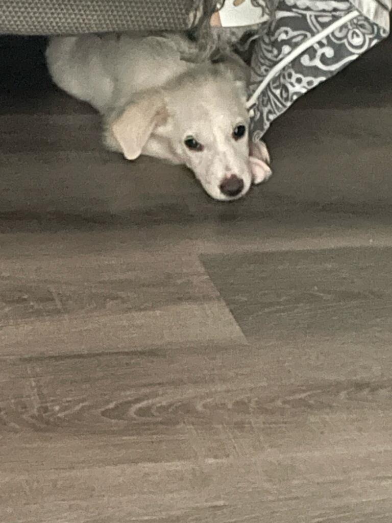 Baby Bolt