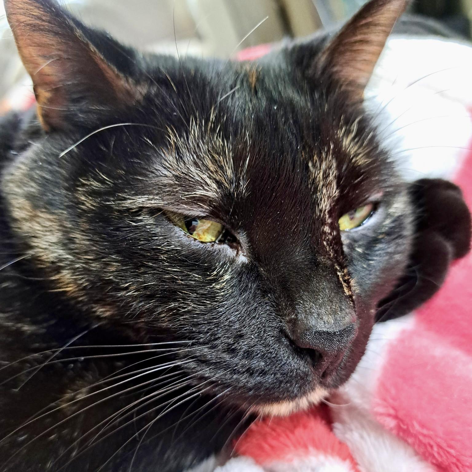 Enlarge Eliza, a Adoptable mixed breed in Tulsa, OK image 5/6