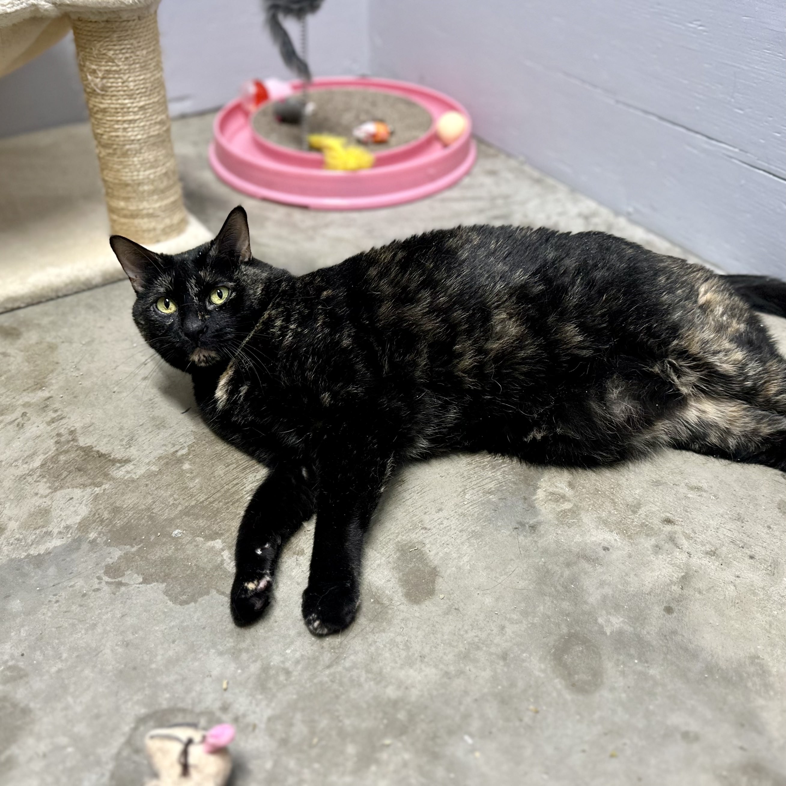 Eliza, a Adoptable mixed breed in Tulsa, OK image 5/6