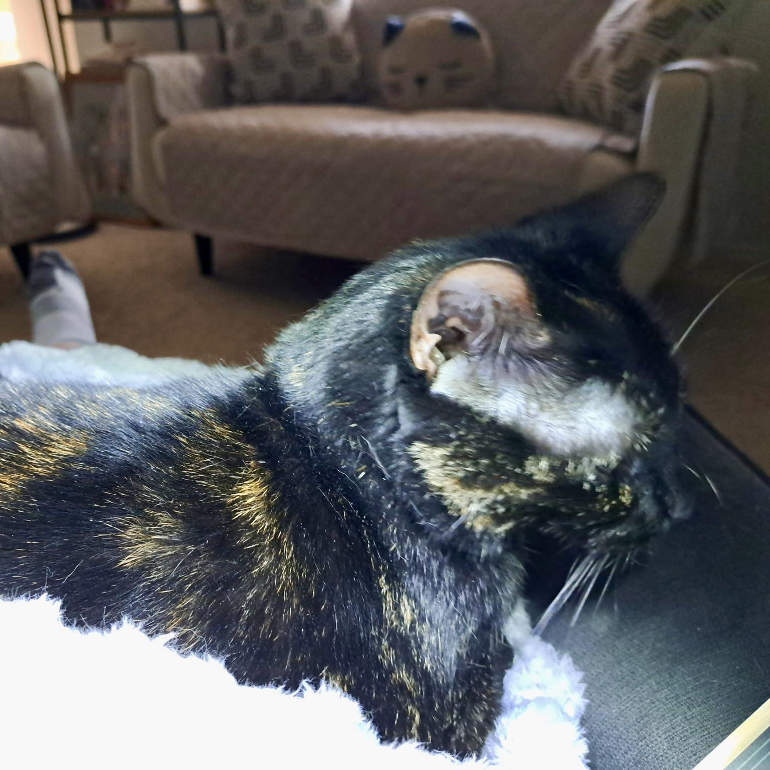 Enlarge Eliza, a Adoptable mixed breed in Tulsa, OK image 6/6