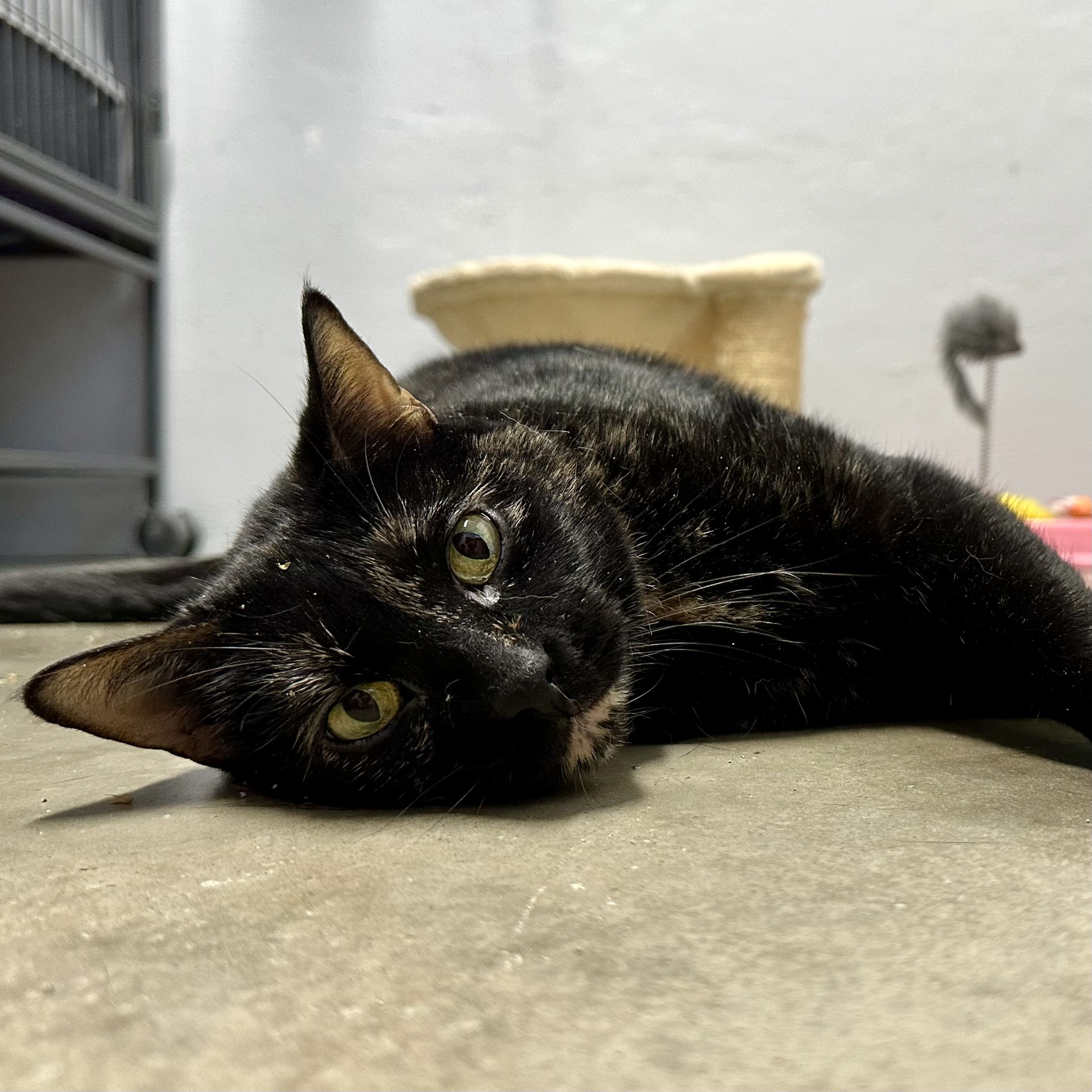 Eliza, a Adoptable mixed breed in Tulsa, OK image 6/6