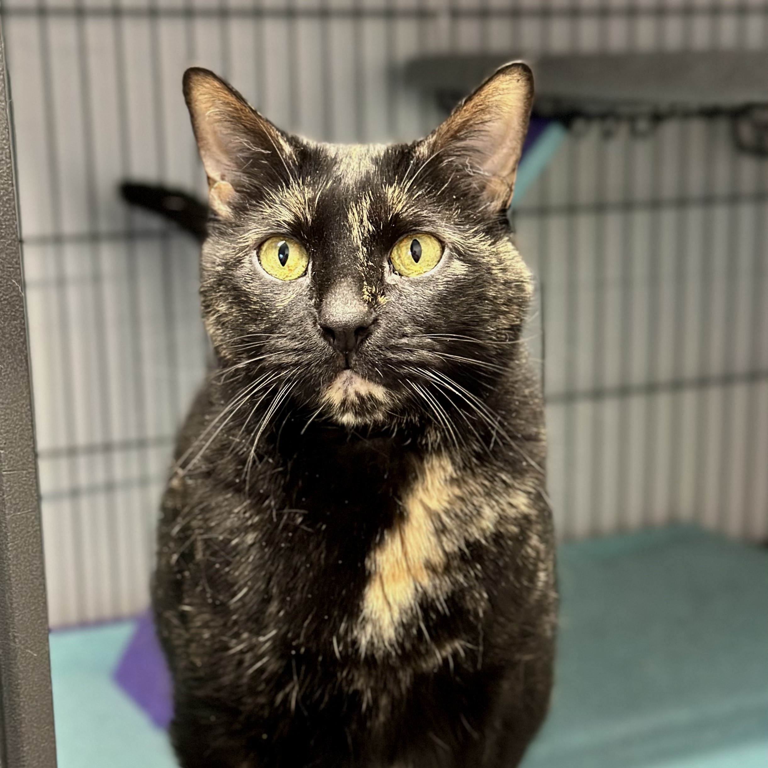 Eliza, a Adoptable mixed breed in Tulsa, OK image 4/6